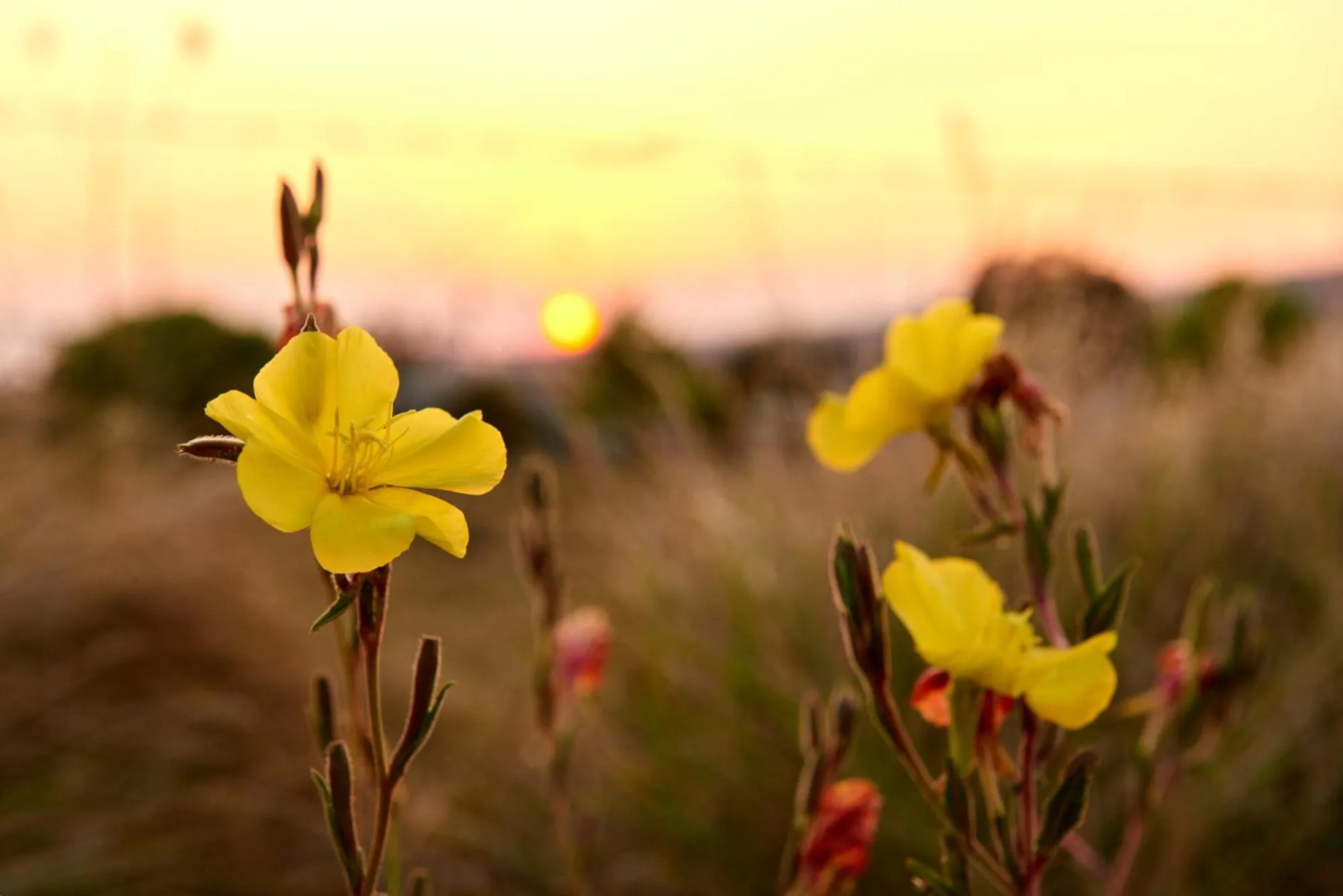 Tenterfield Lodge Caravan Park