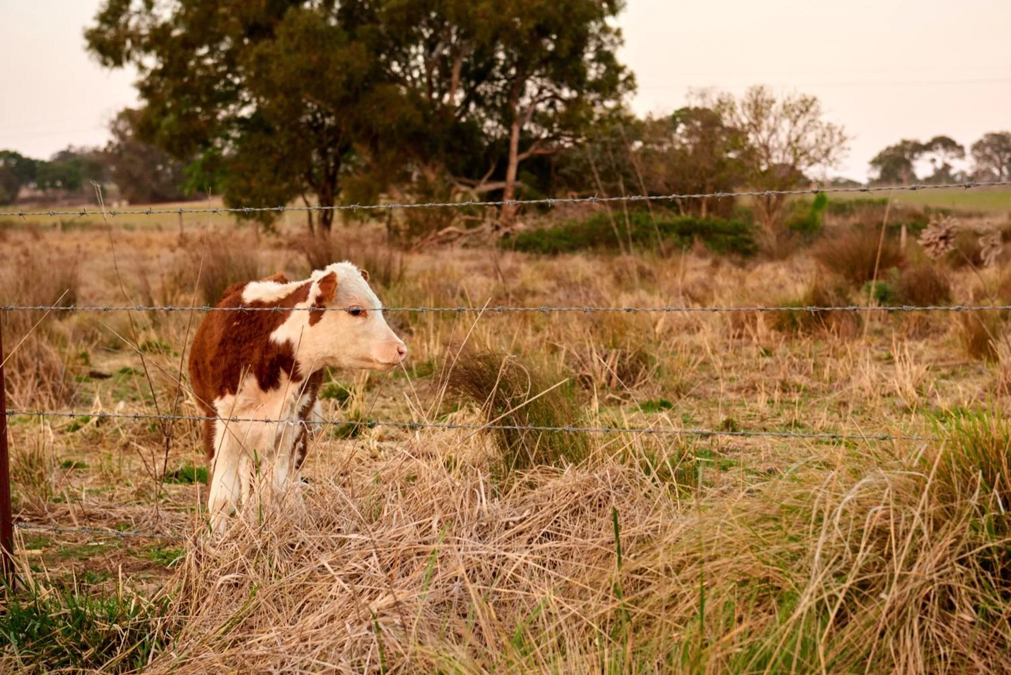 Tenterfield Lodge Caravan Park