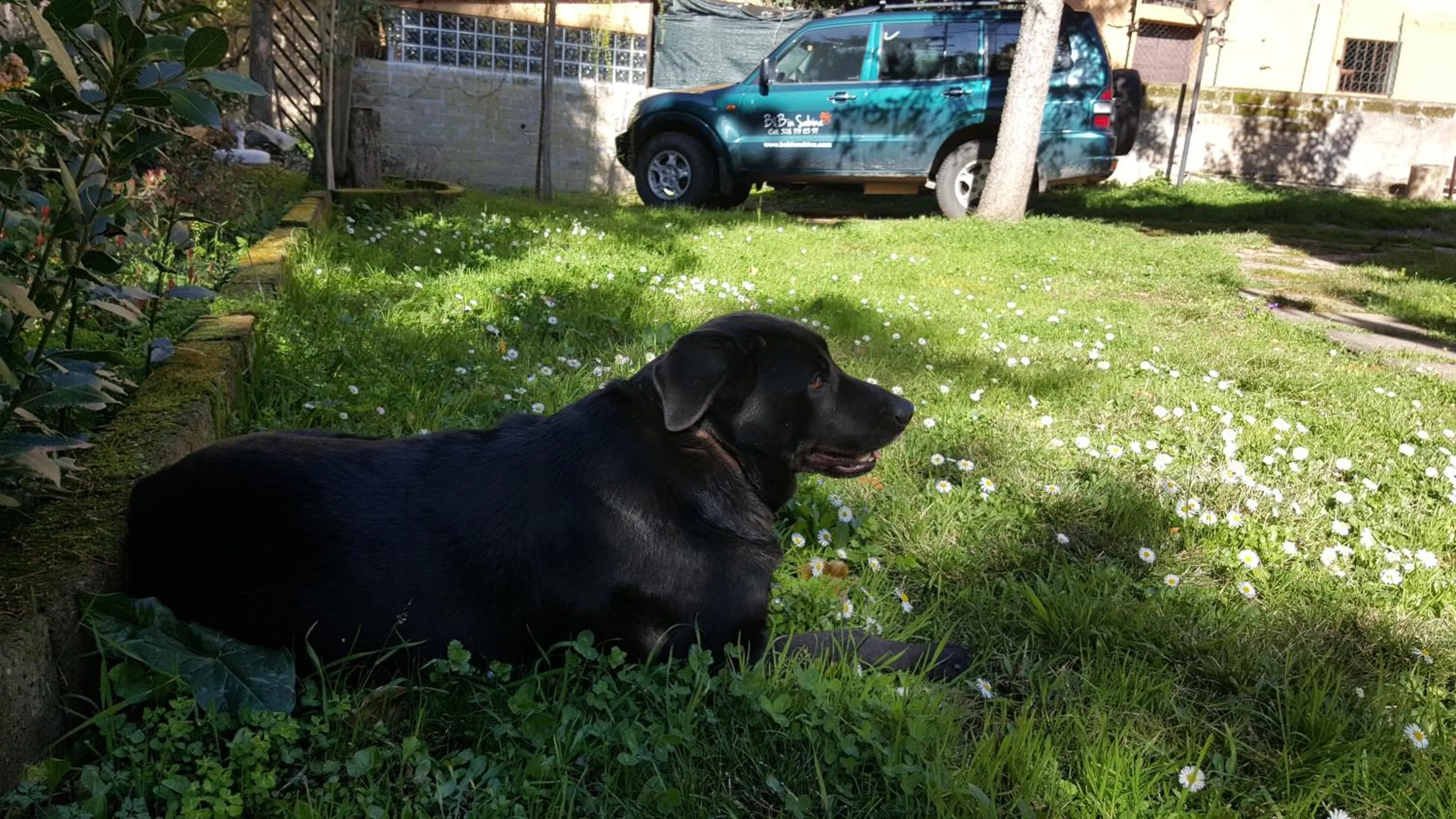 Pets in B&B In Sabina