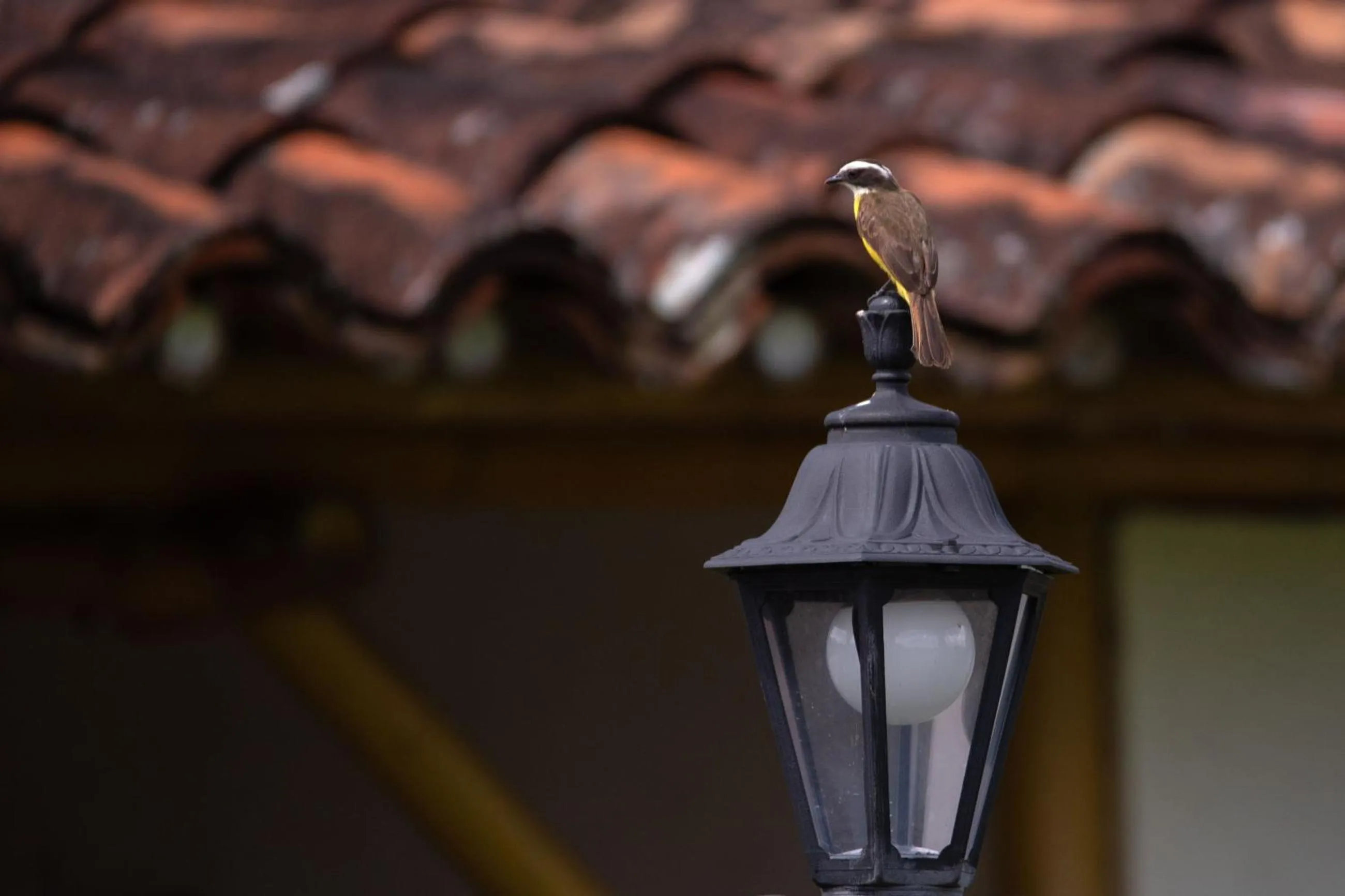 Natural landscape in Hotel Campestre Montecarlo