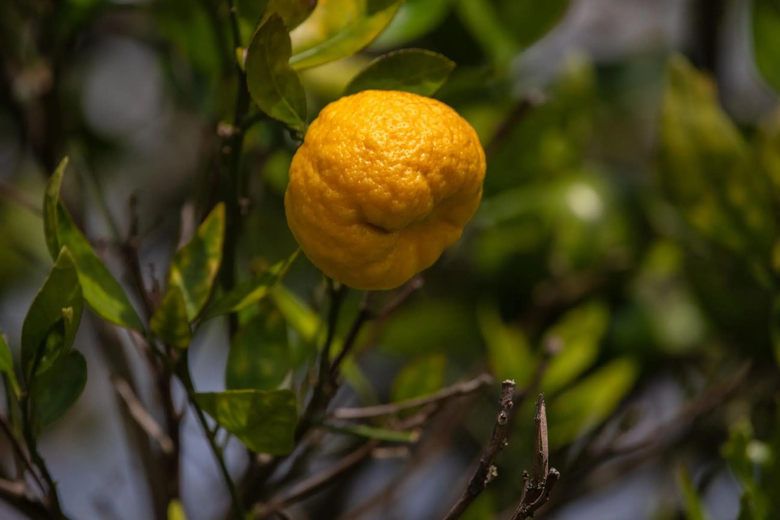 Natural landscape in Hotel Campestre Montecarlo