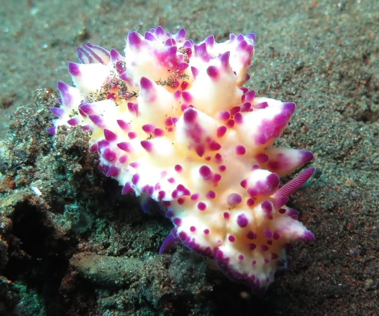 Animals in Jukung Dive Resort Bali AMED