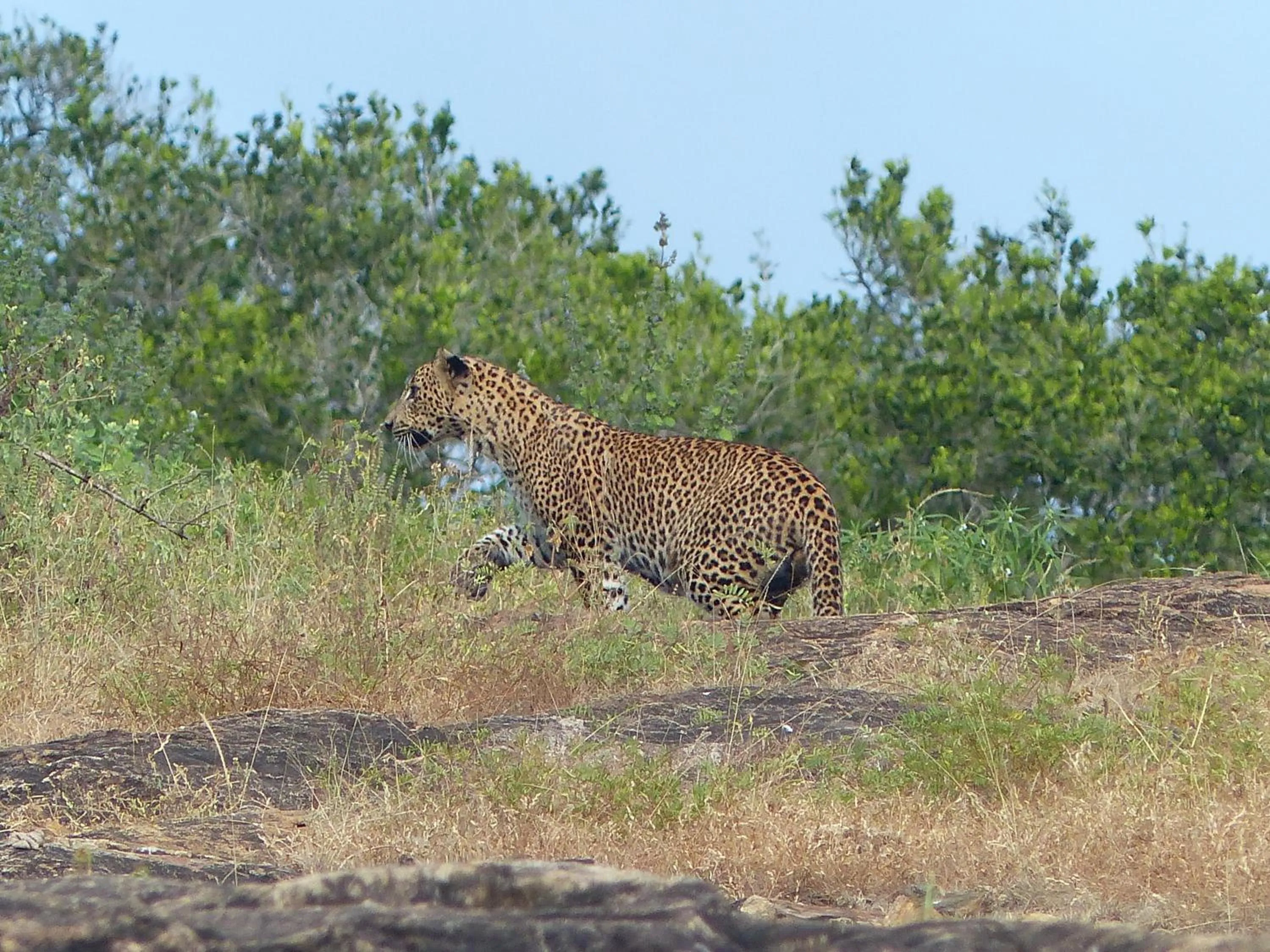 Day in Private Organic House