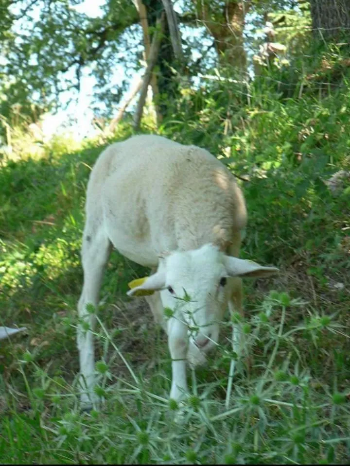 Pets in Les Chambres d'Hôtes du Rouyre