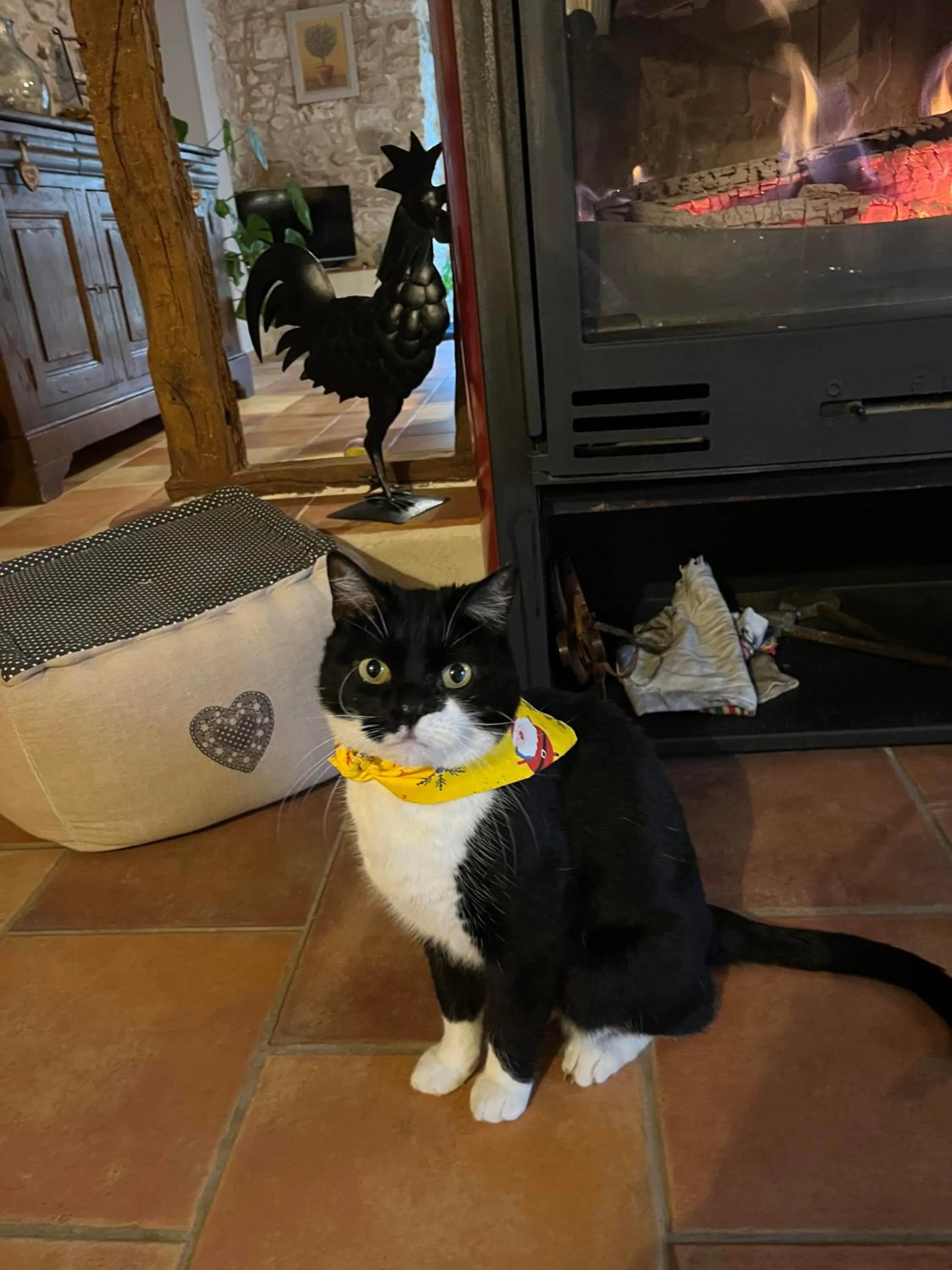 Pets in Les Chambres d'Hôtes du Rouyre