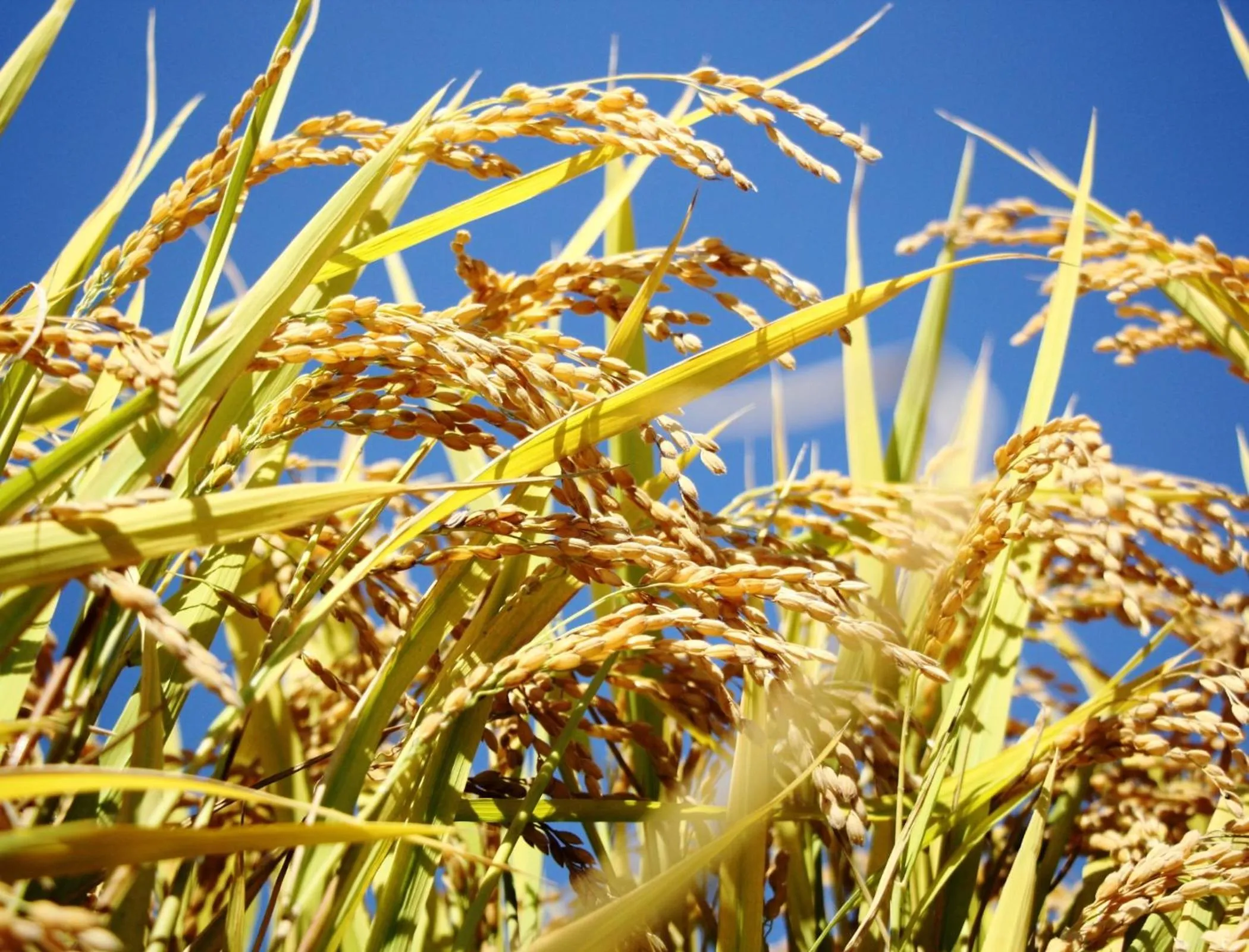 Neighbourhood in Hakuba Tsugaike Sunrise Tanne