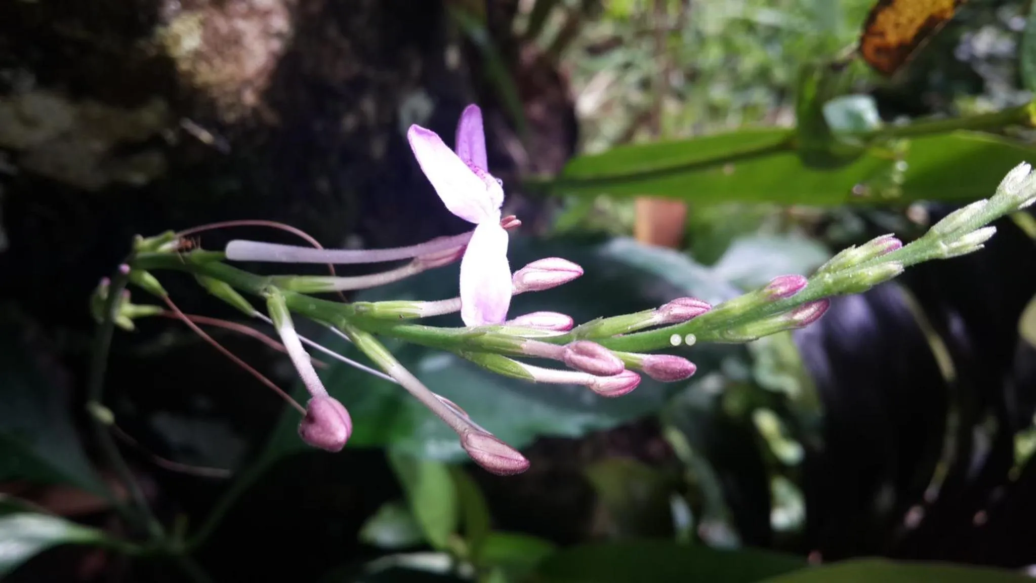 Garden in Villa Wedang