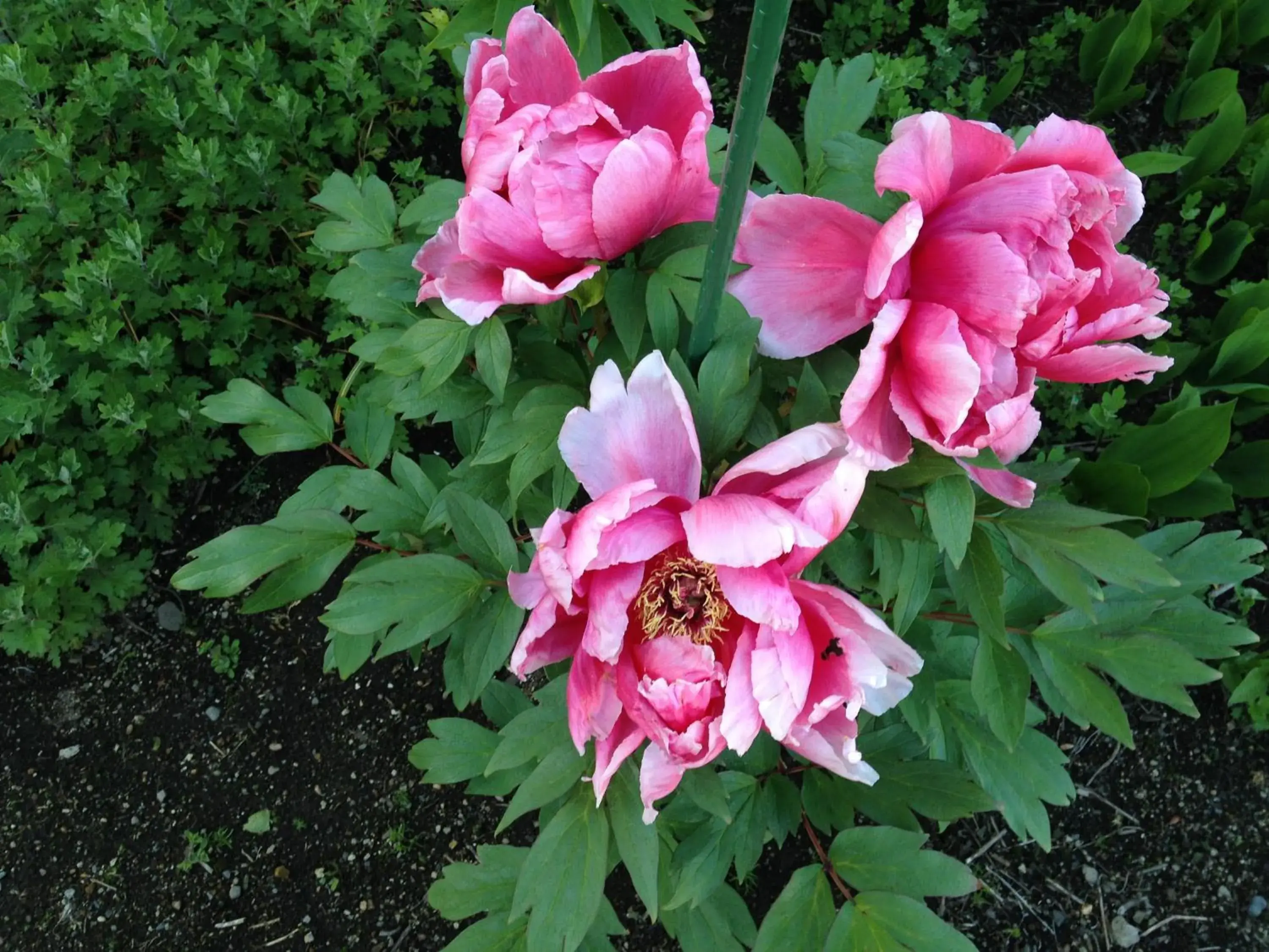 Garden view in Koukaso Garden view in Koukaso