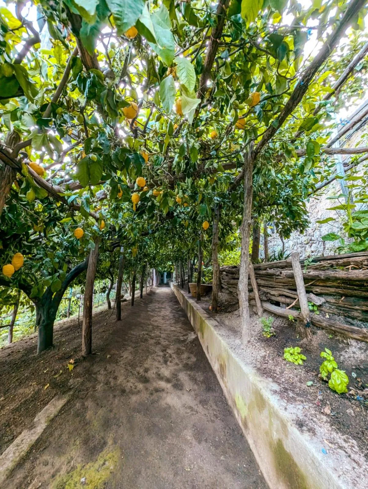 Garden in Casa Emi