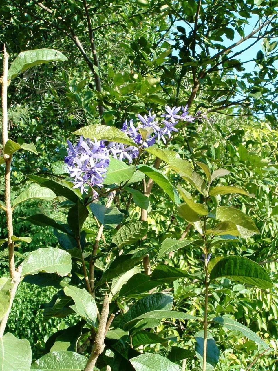 Day in Princess Salme Inn