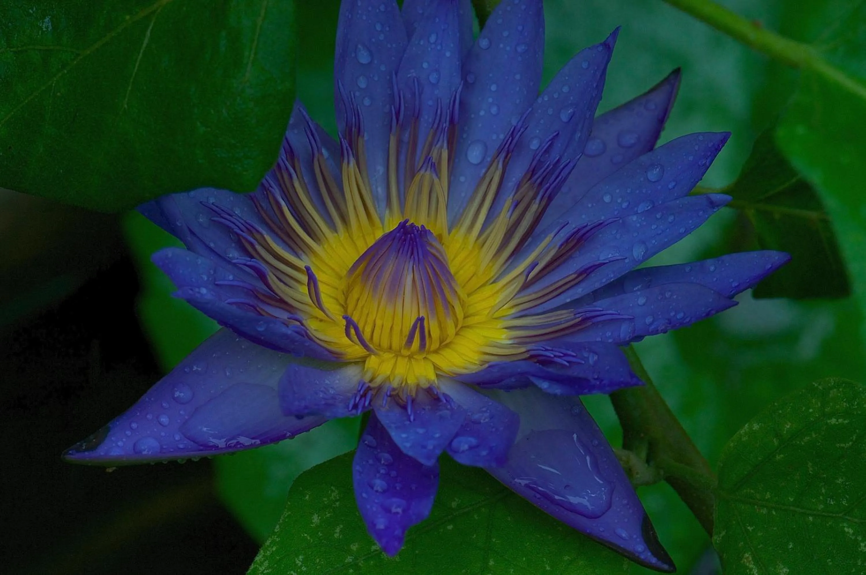 Garden view in Villa Costa Plenty