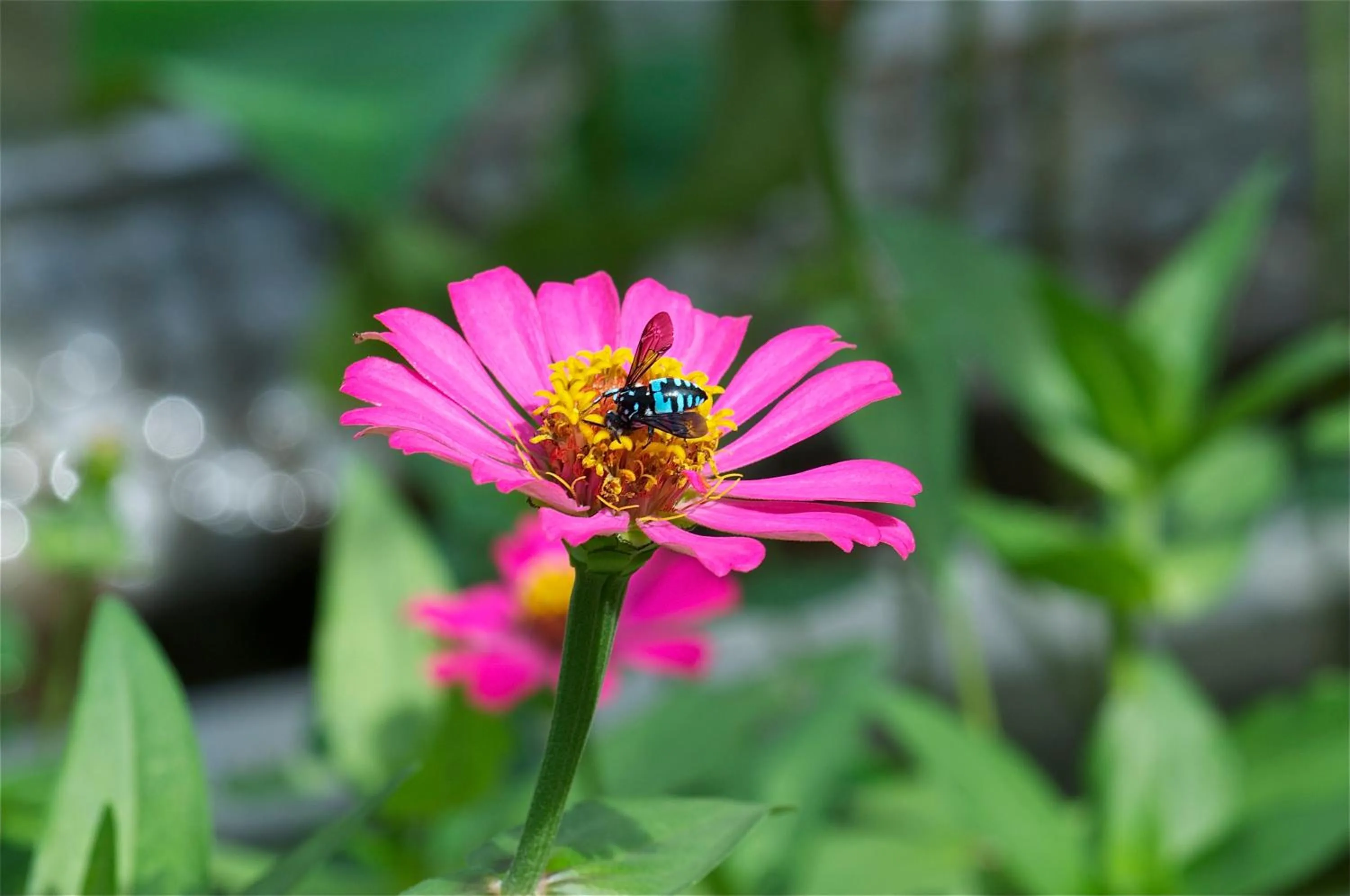 Garden view in Villa Costa Plenty