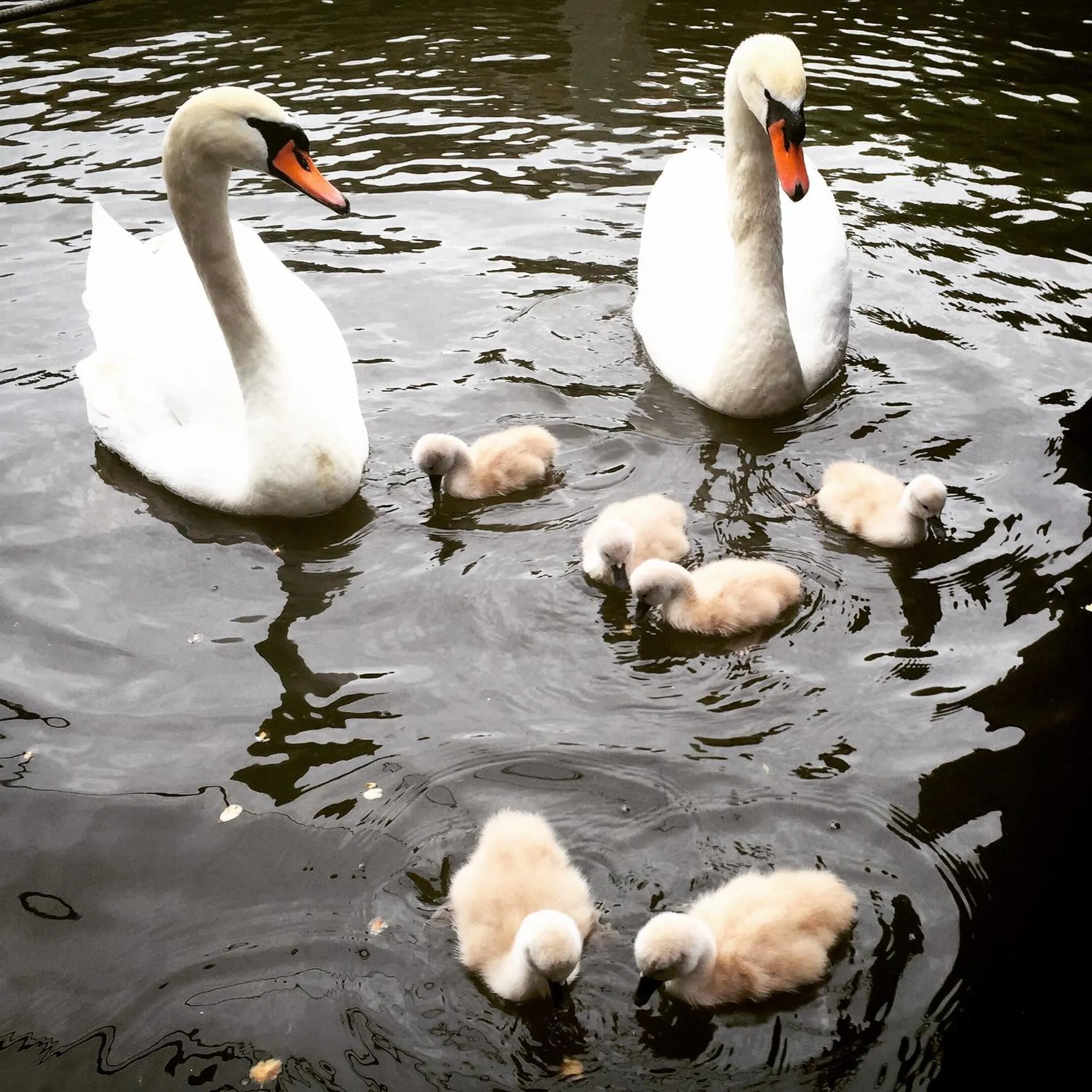 Animals in Houseboat Westerdok