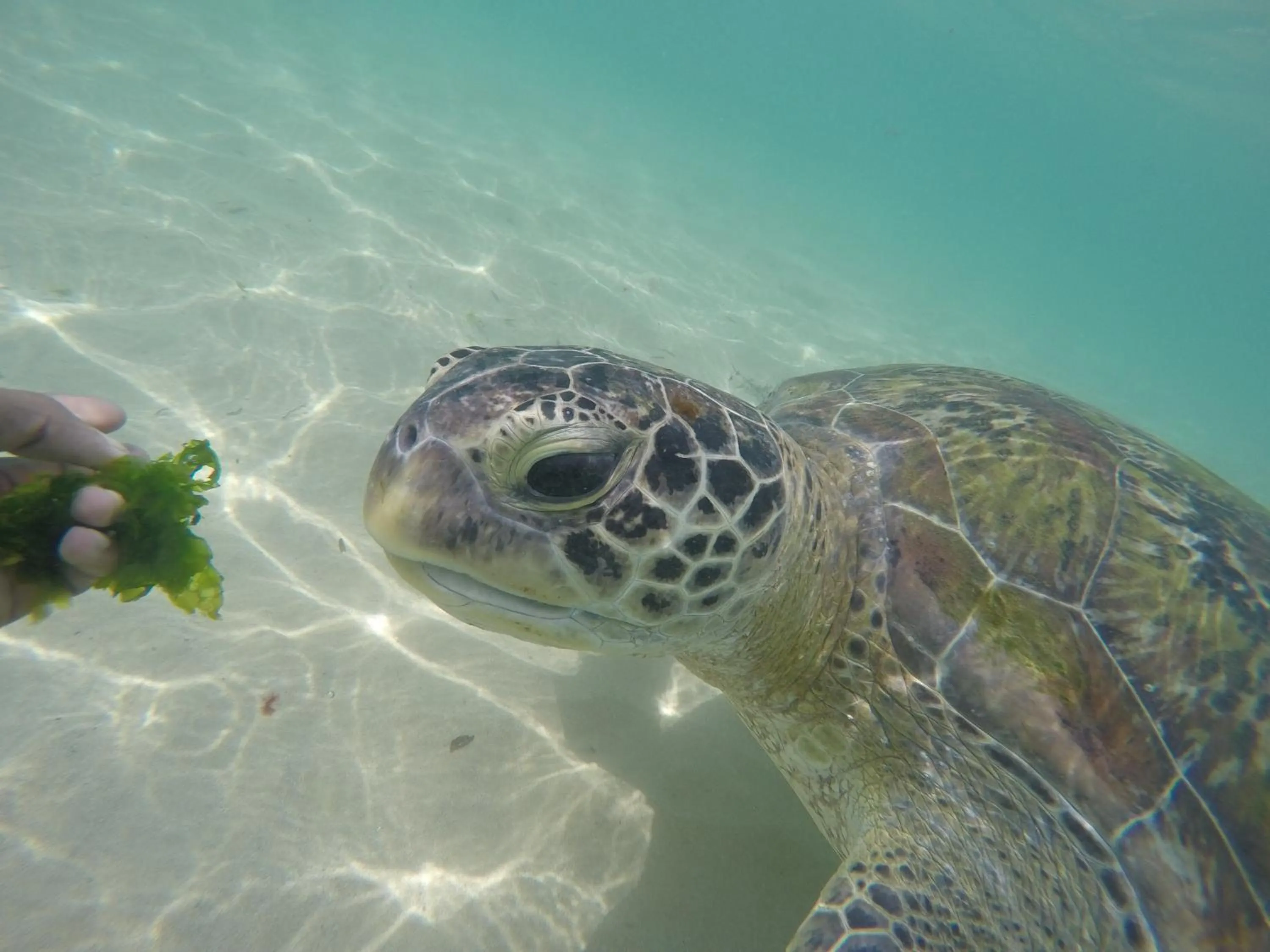 Sea view in Sayura Beach Hotel