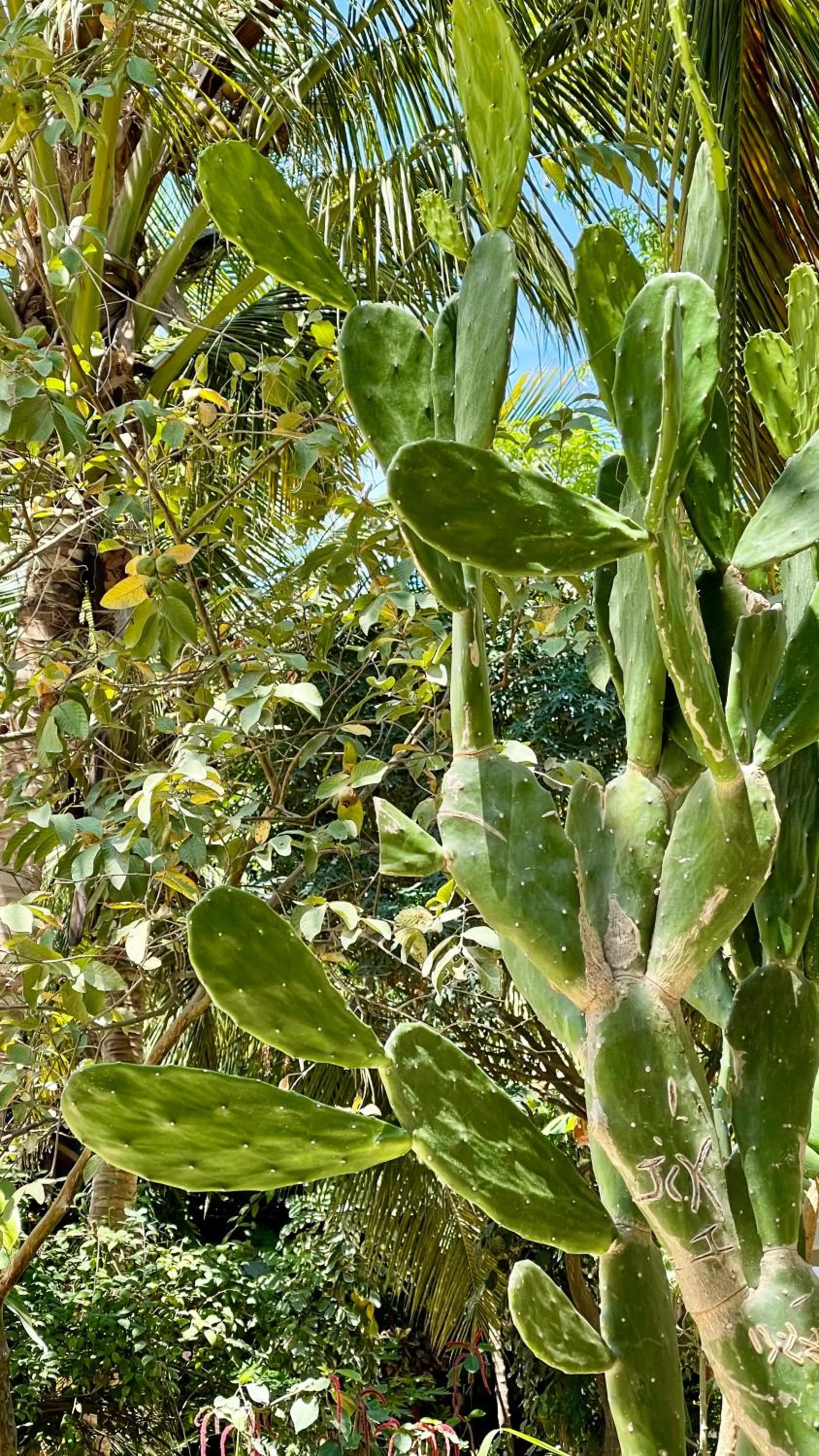 Garden in Atii Garden Bungalows