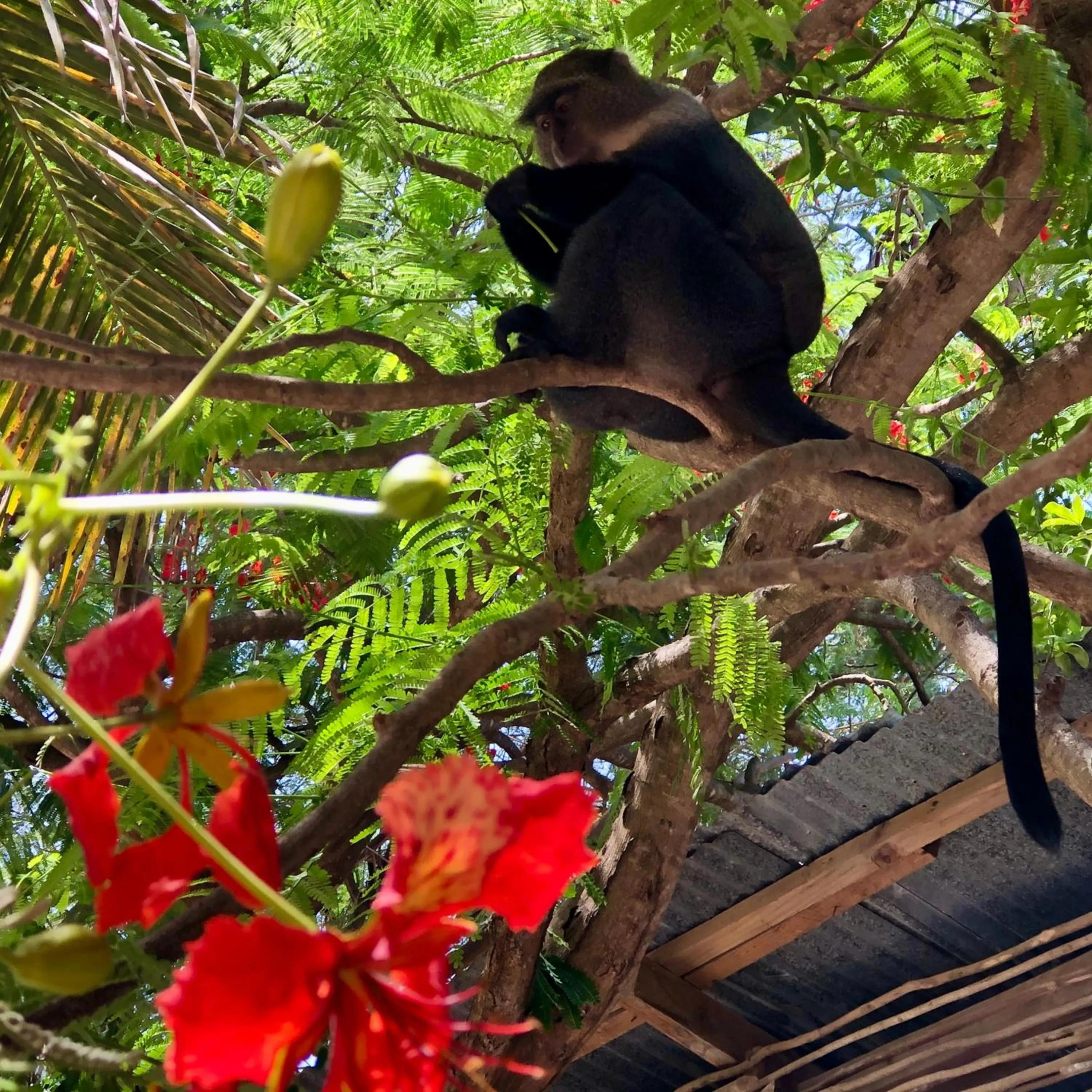 Animals in Atii Garden Bungalows