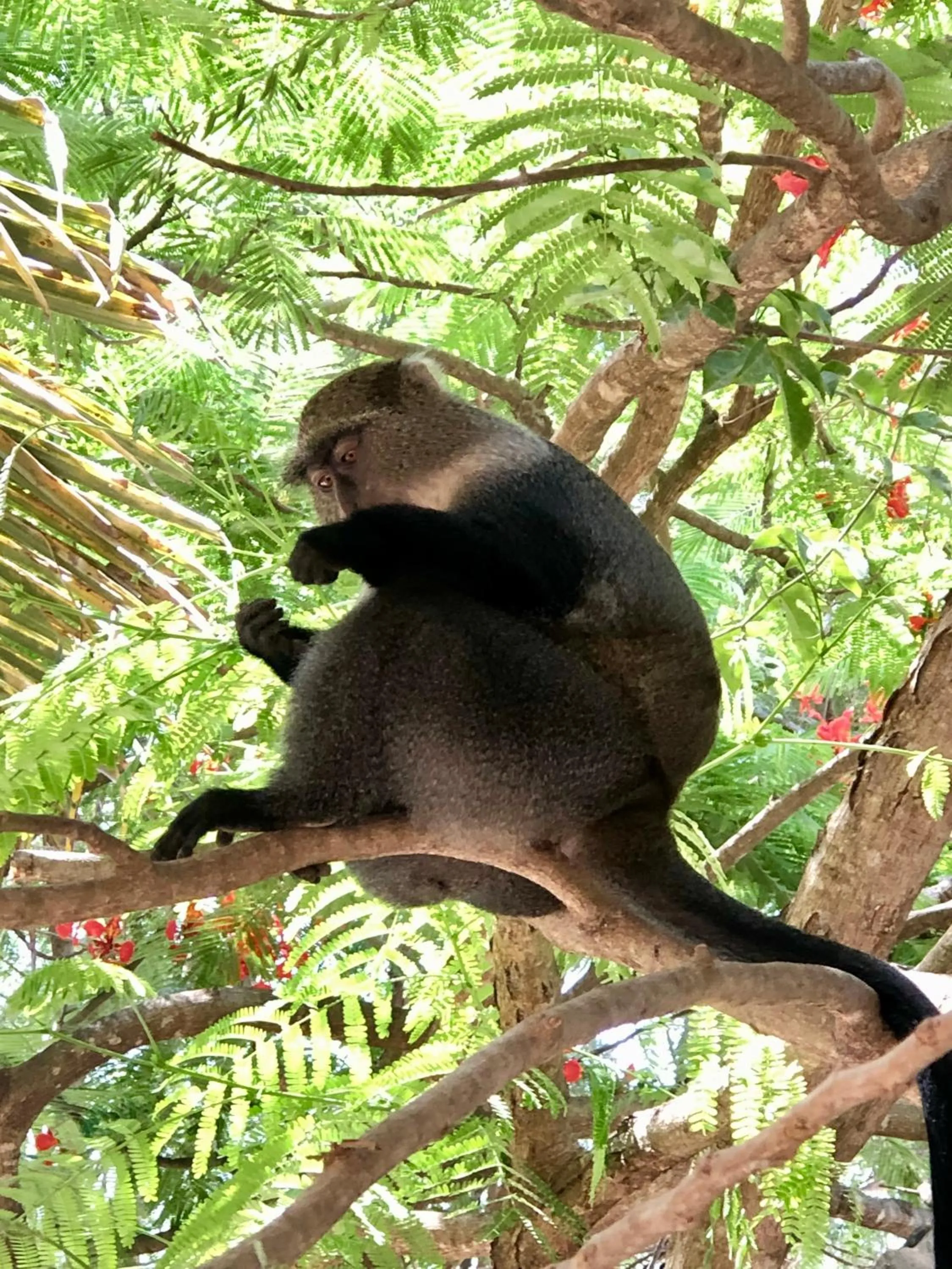 Animals in Atii Garden Bungalows