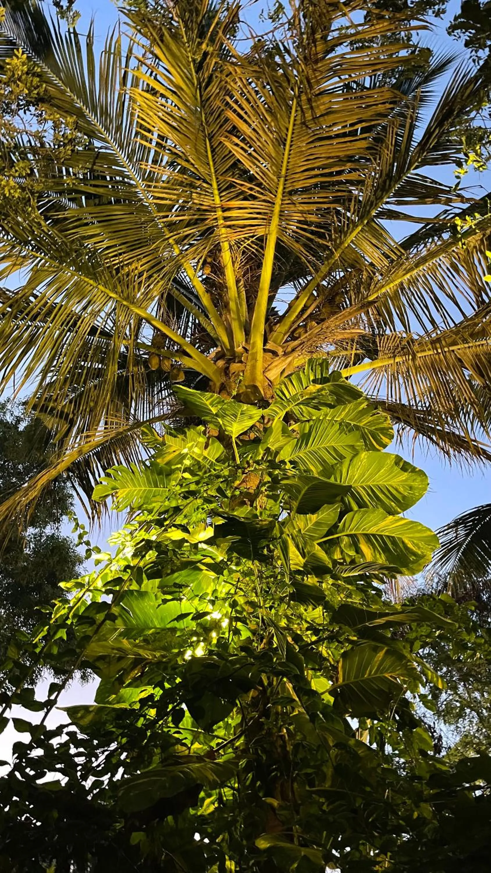 Garden in Atii Garden Bungalows