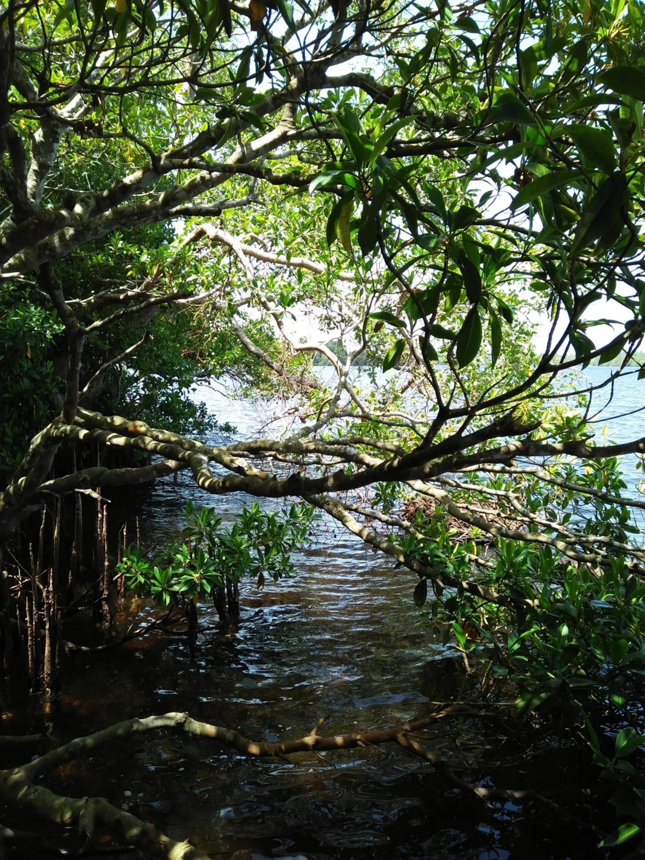 Natural landscape in Ananda Villa Bentota