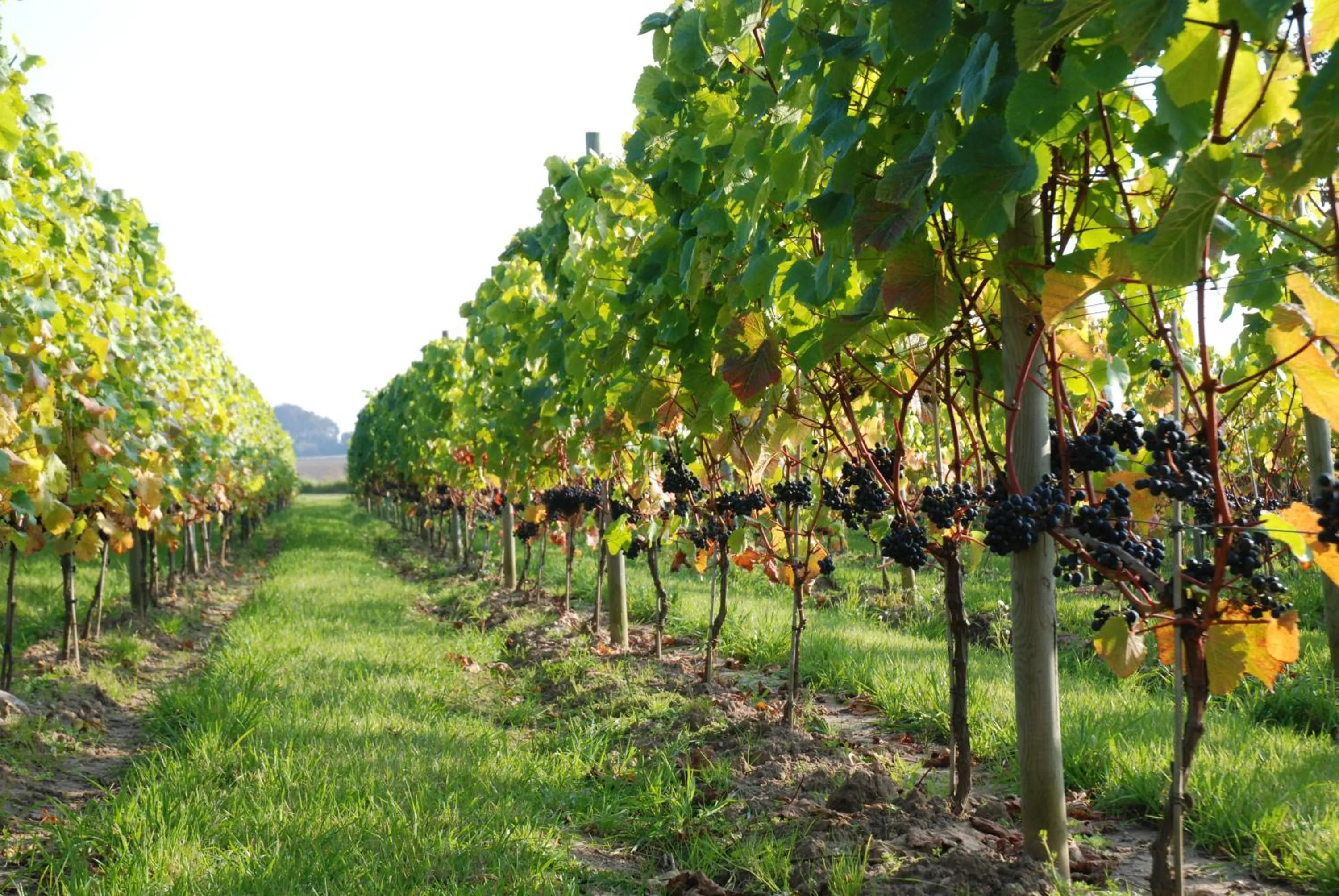 Business facilities in Flädie Mat & Vingård