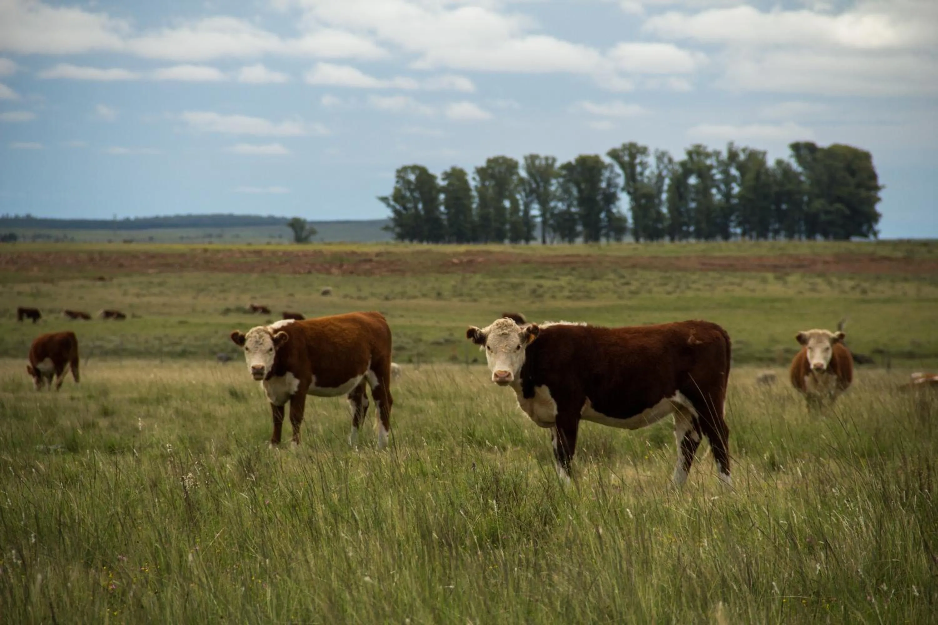 City view in Salinas del Almiron Resort Termal