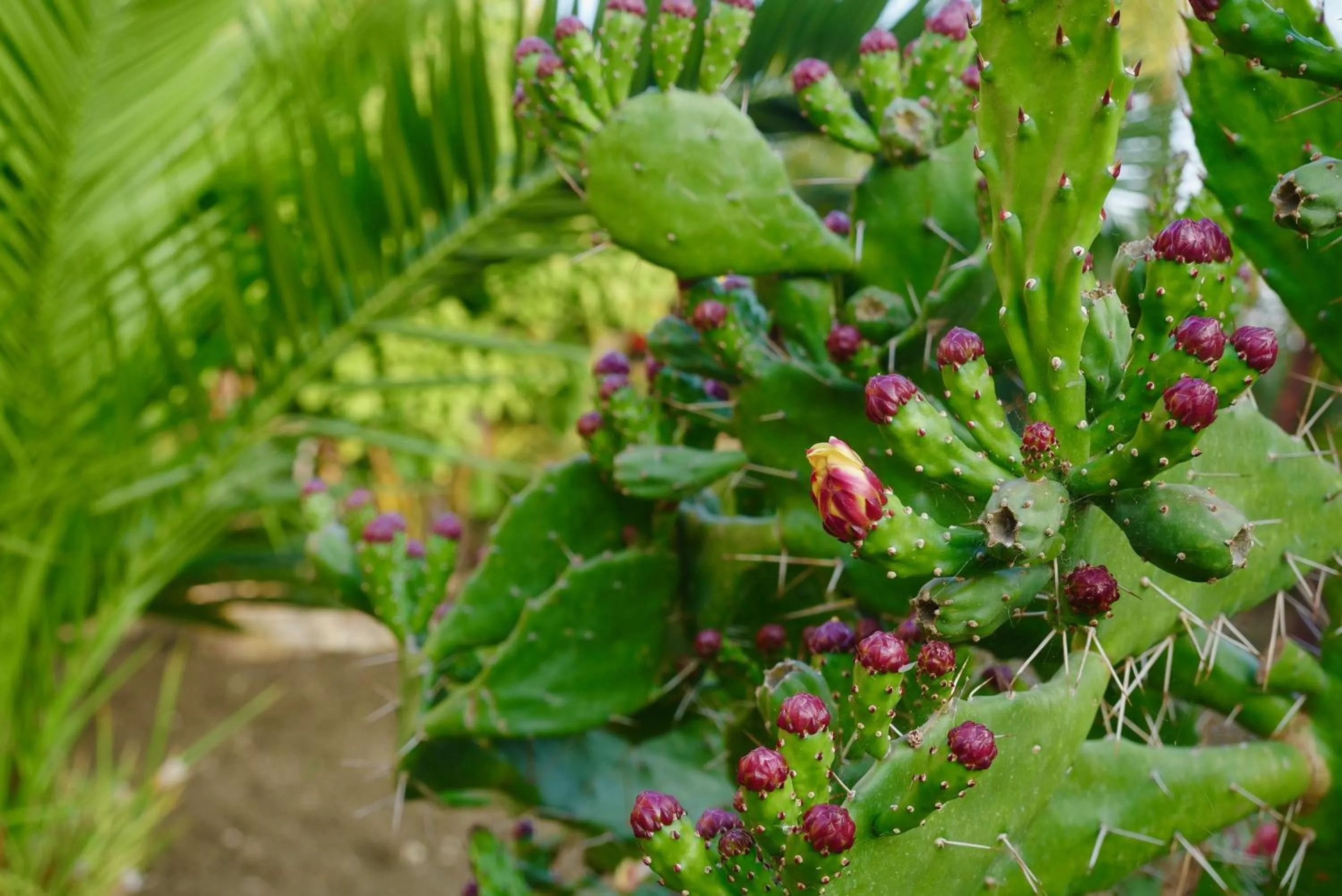 Garden in B&B Templi e Arte