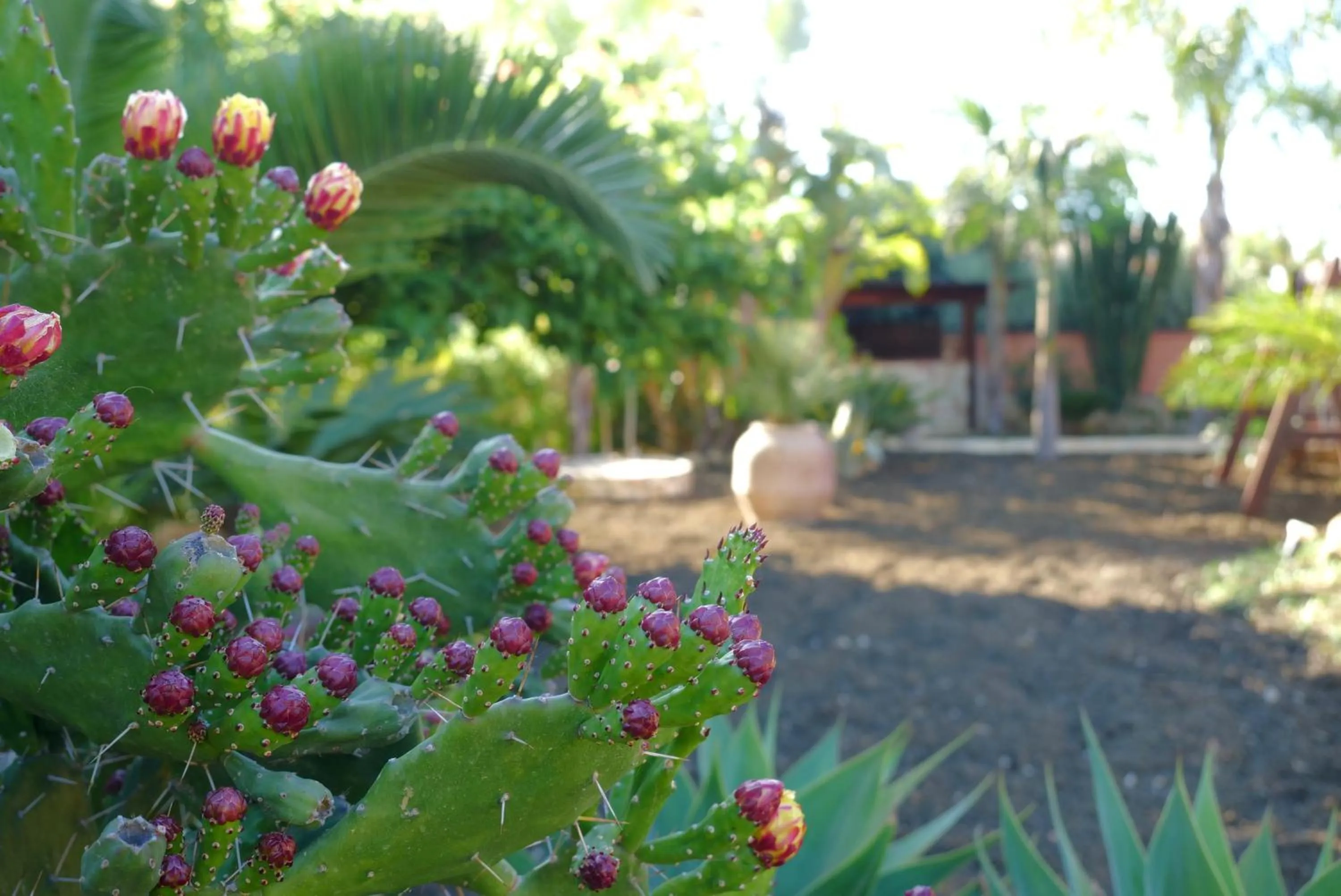 Garden in B&B Templi e Arte