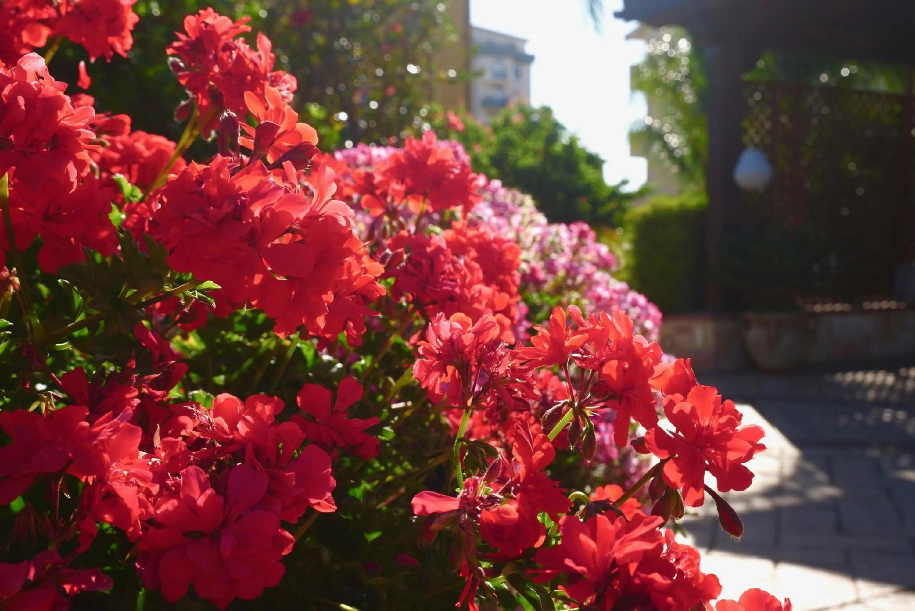 Garden in B&B Templi e Arte