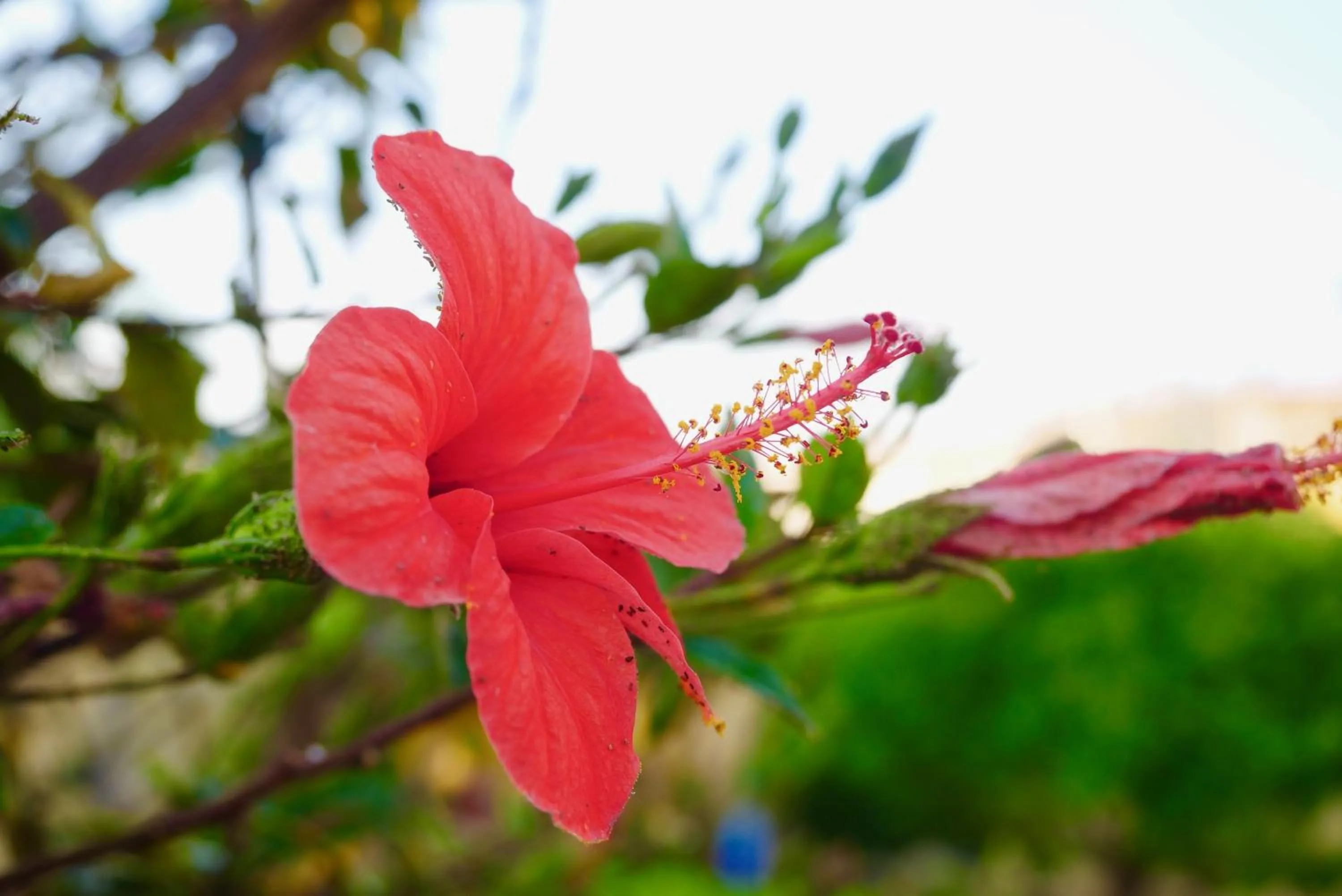 Decorative detail in B&B Templi e Arte
