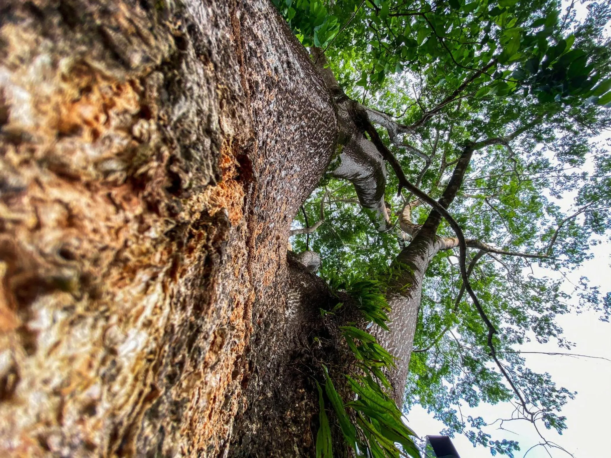 Garden in Hotel Cabinas el Tecal