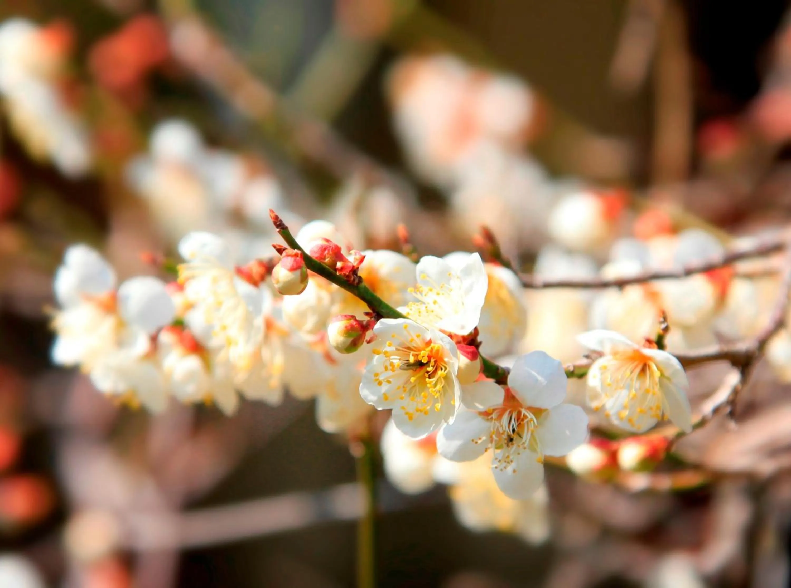 Garden in Hotel Kamogawaso