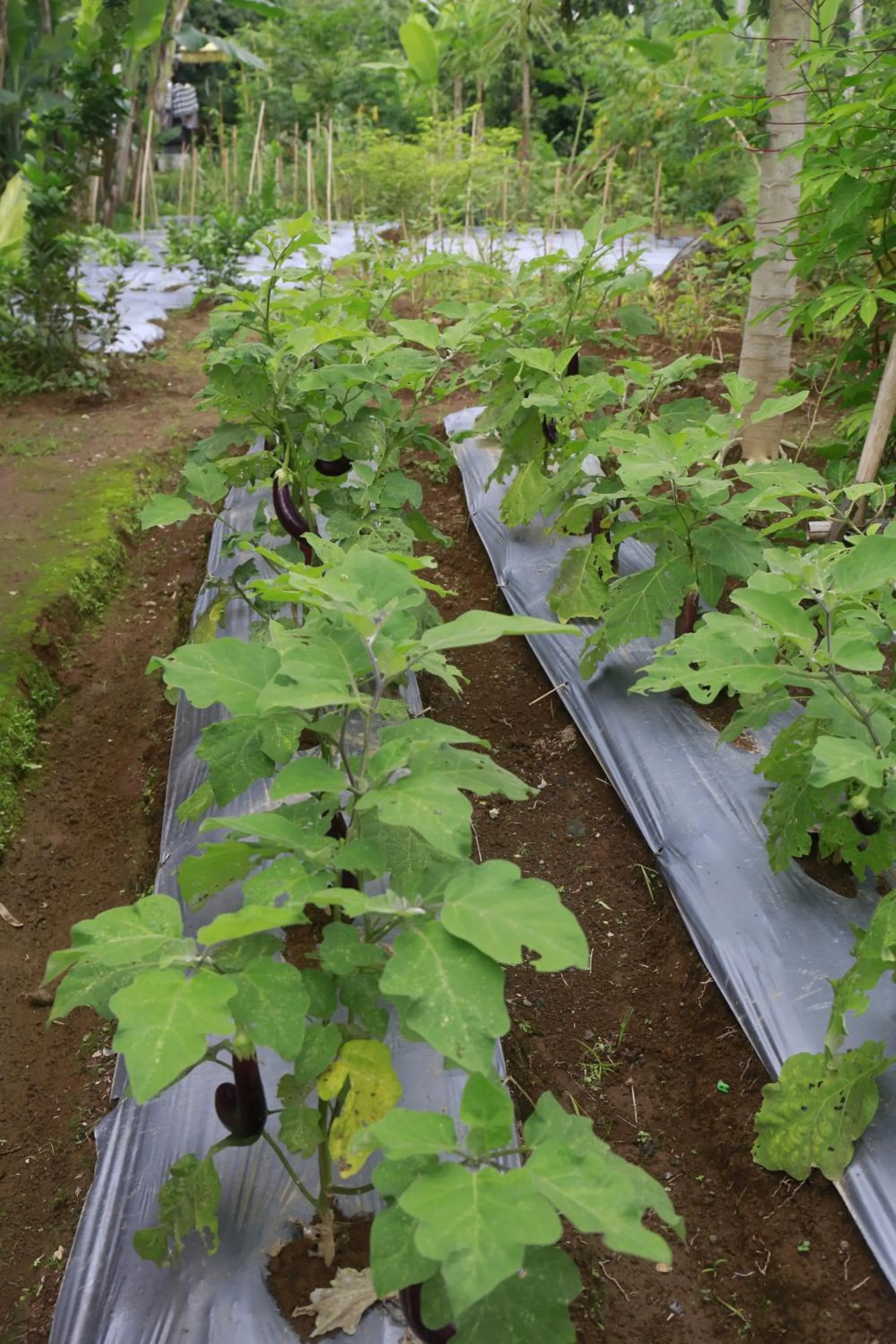 Garden in Bersila La Maison Du Bonheur