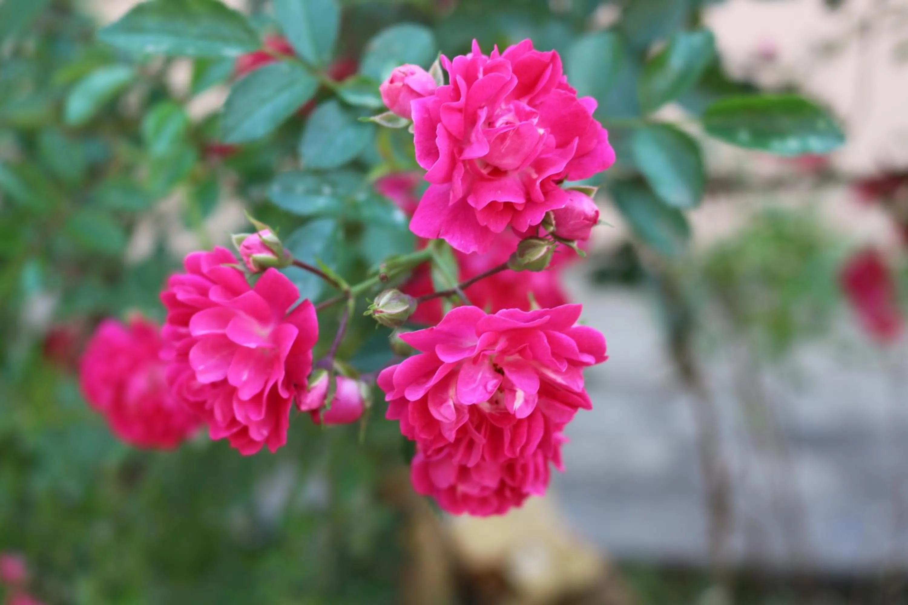 Garden in Sapa Dragon Hotel