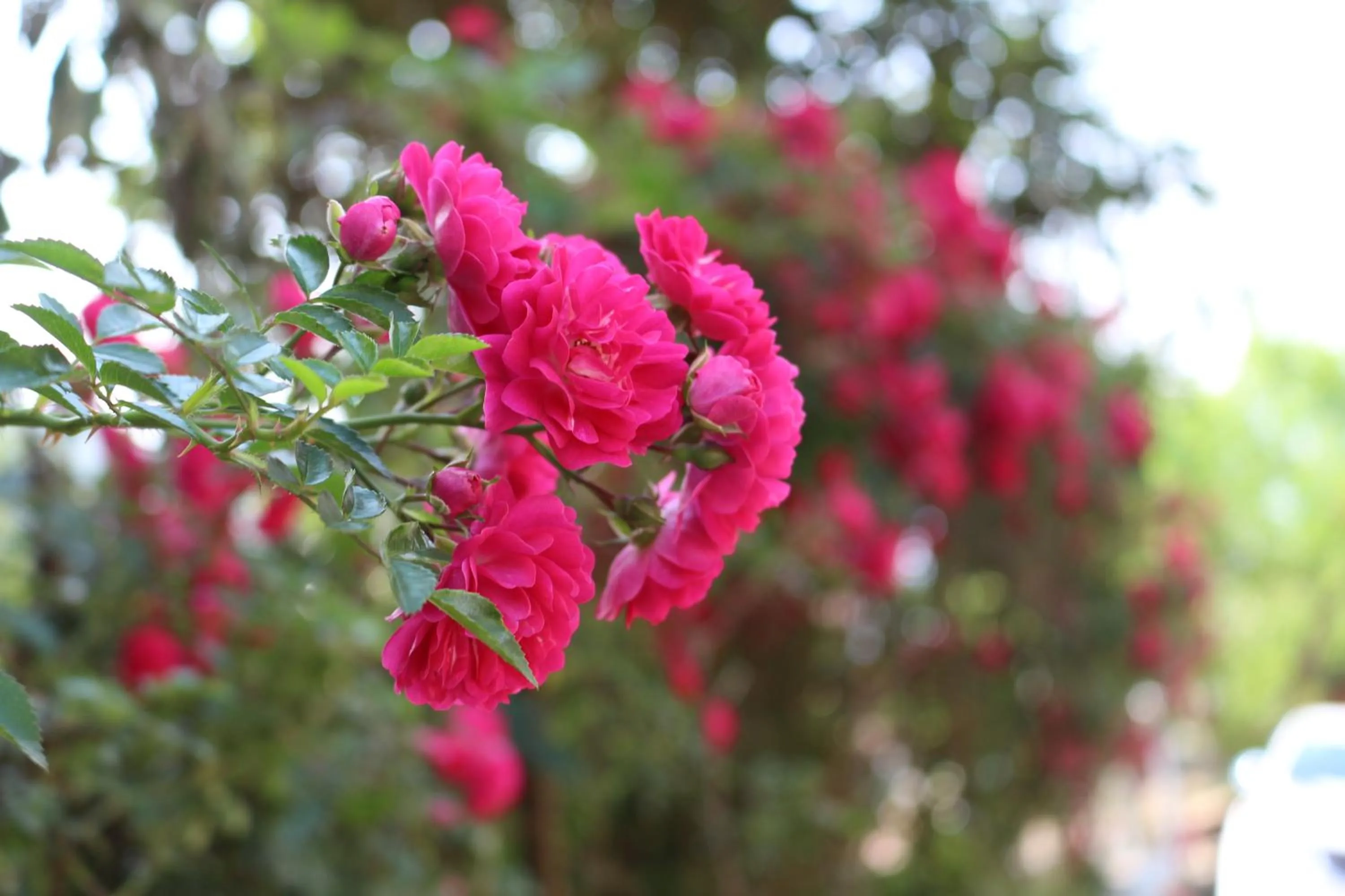 Garden in Sapa Dragon Hotel