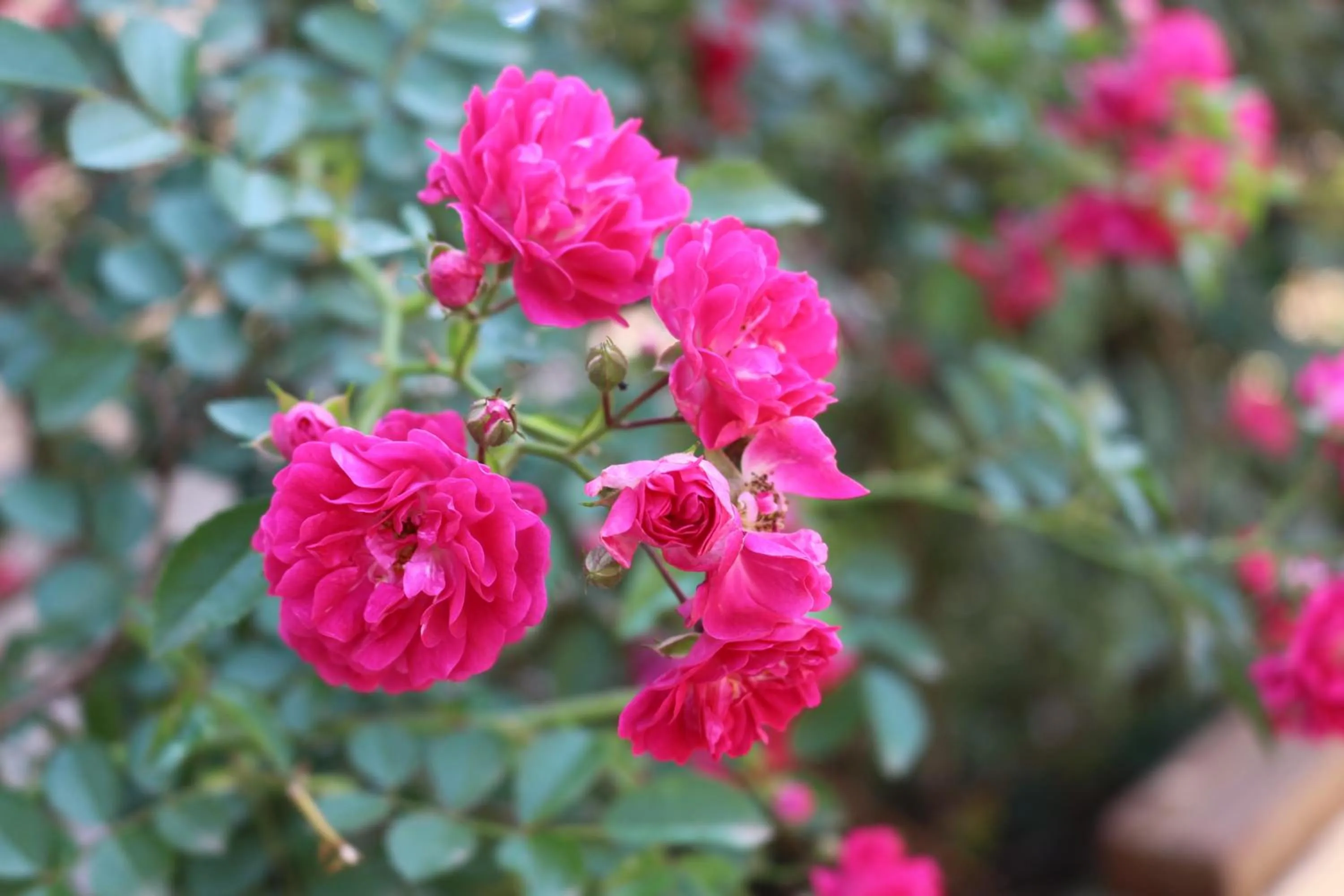 Garden in Sapa Dragon Hotel