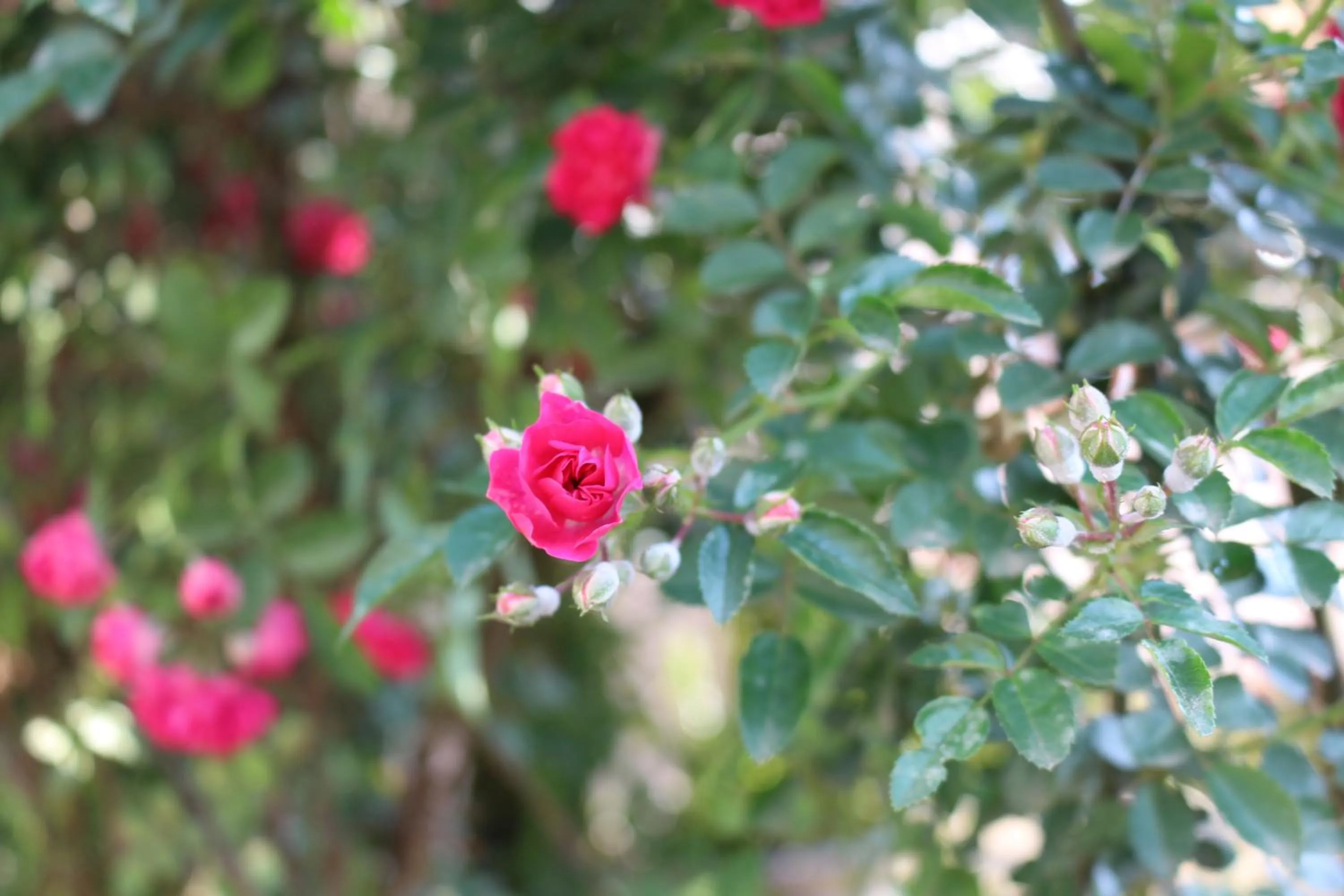 Garden in Sapa Dragon Hotel