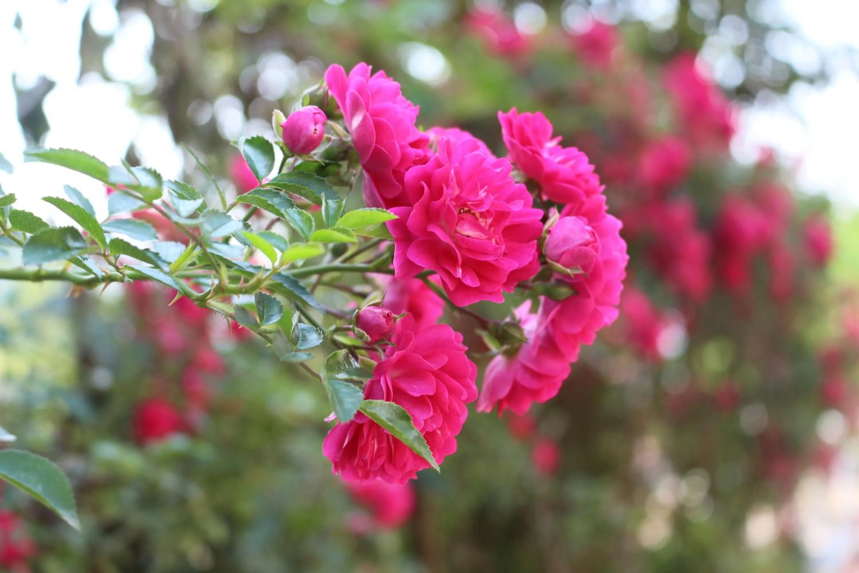 Garden in Sapa Dragon Hotel