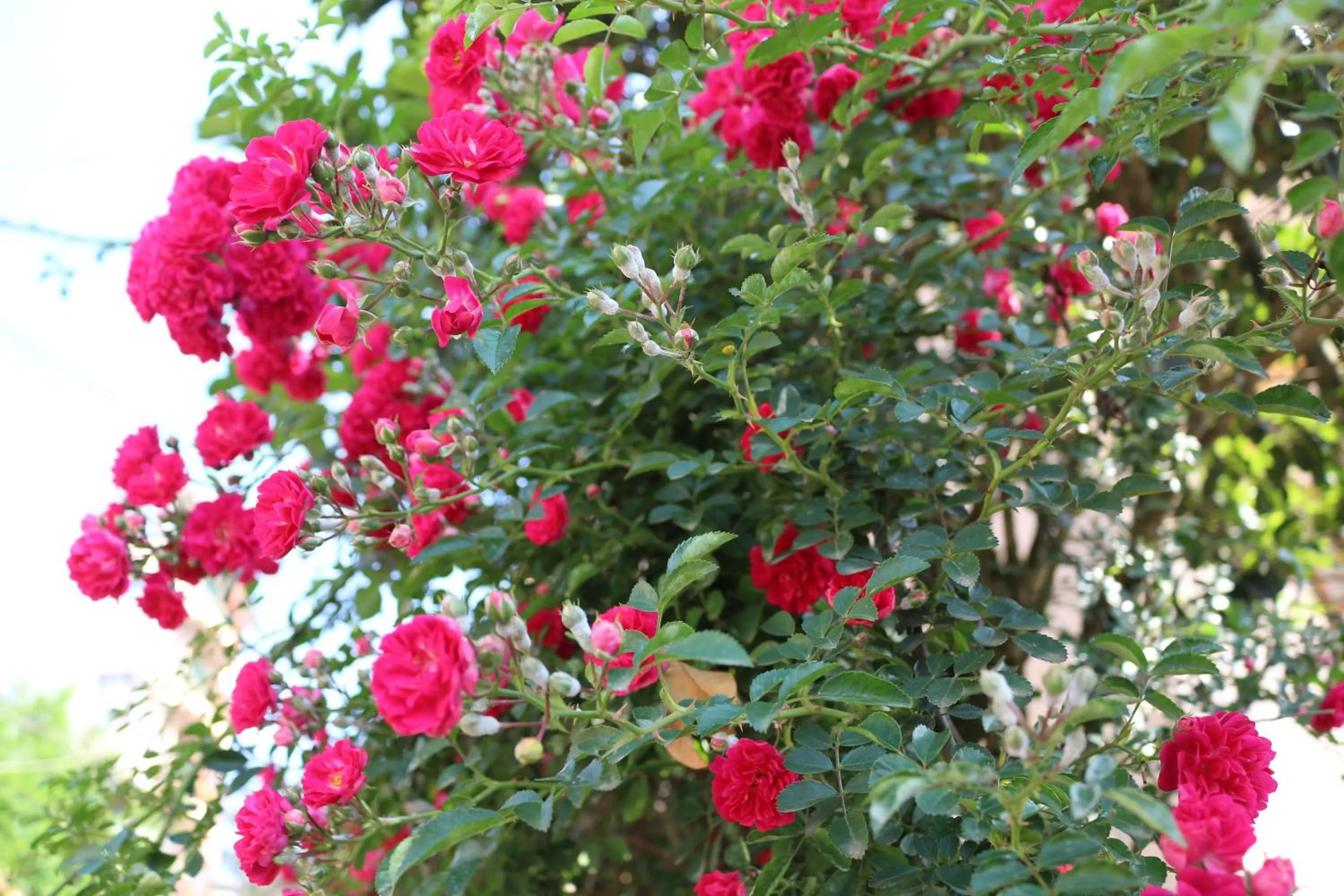 Garden in Sapa Dragon Hotel