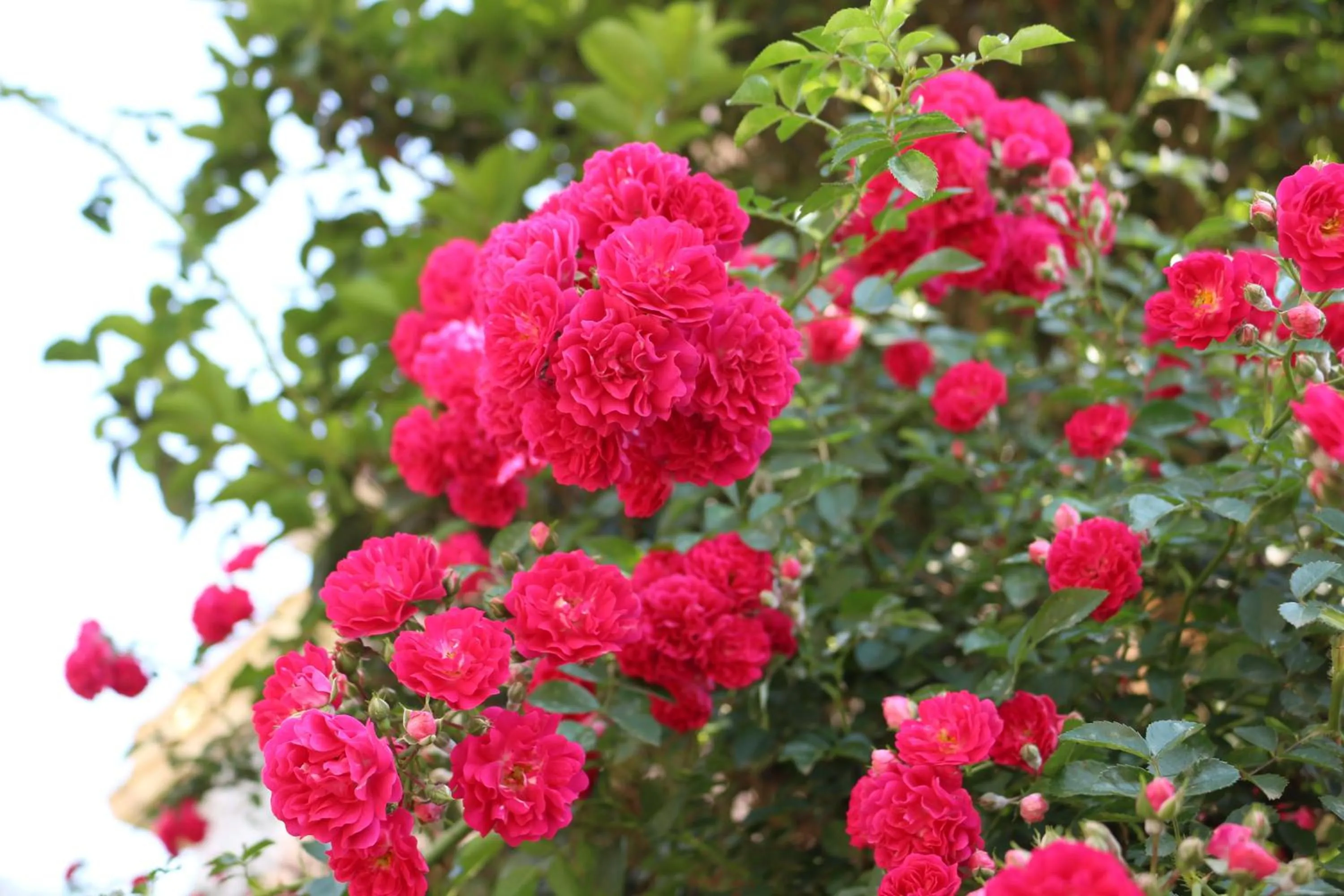 Garden in Sapa Dragon Hotel