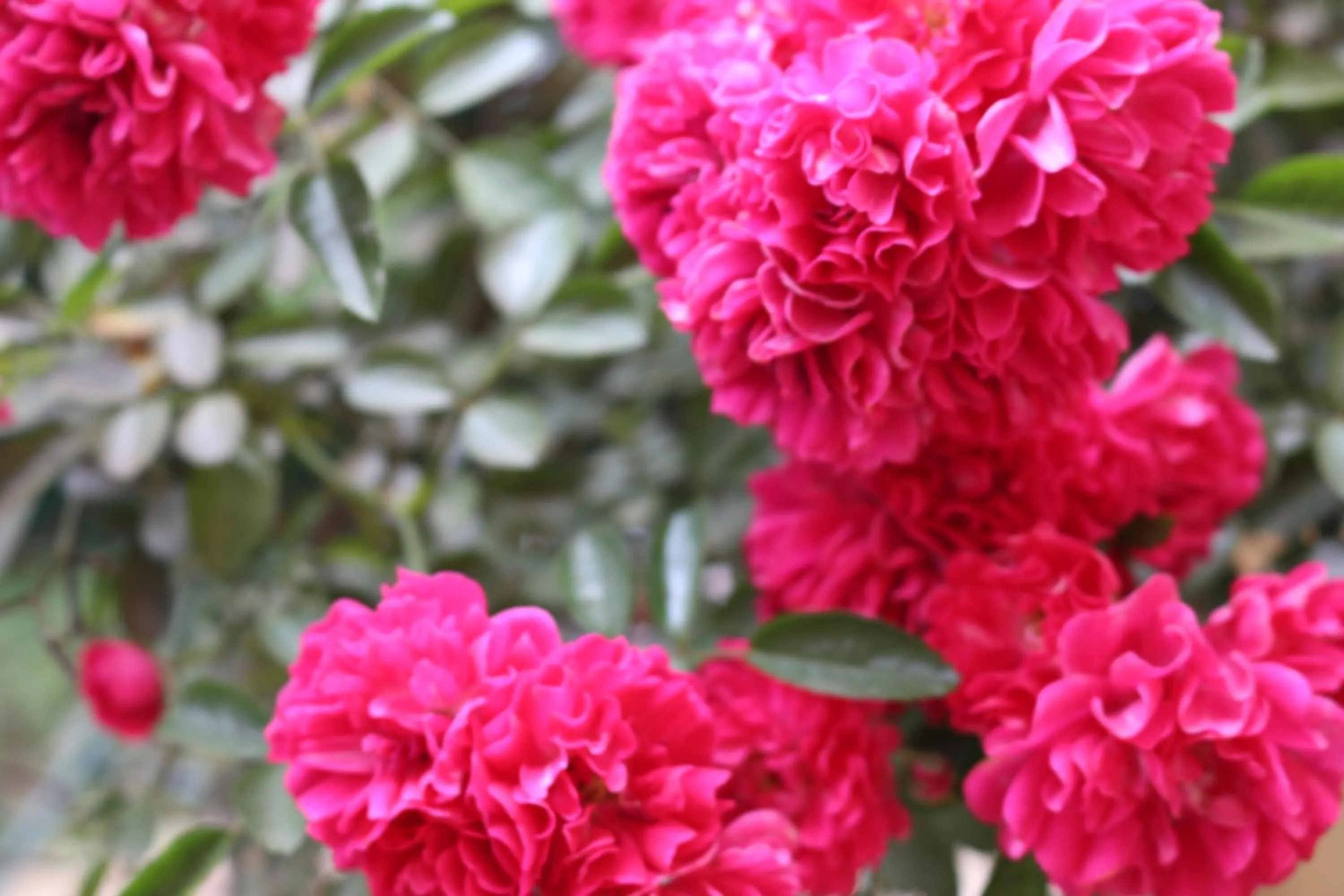 Garden in Sapa Dragon Hotel