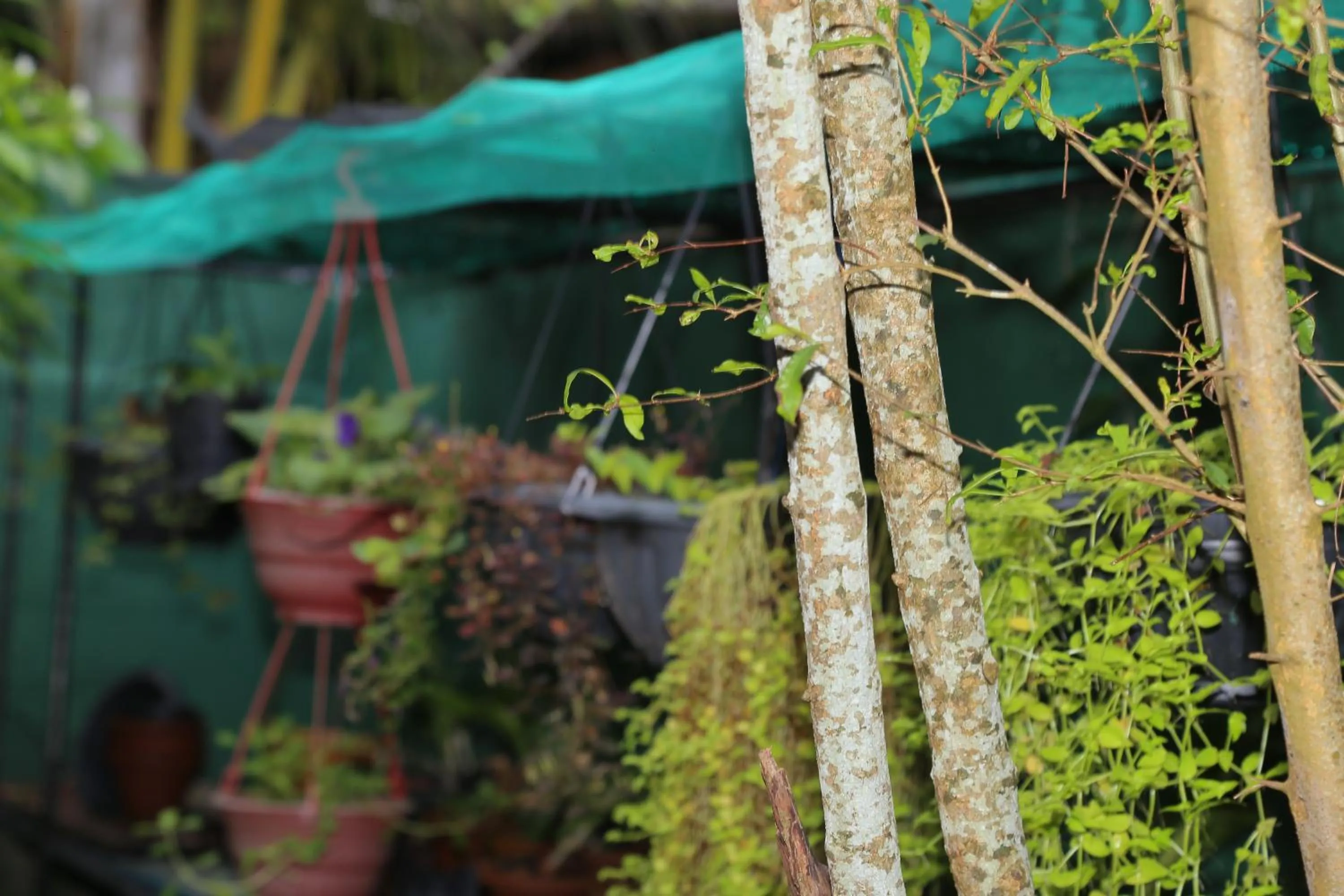 Garden in Osanda Guest