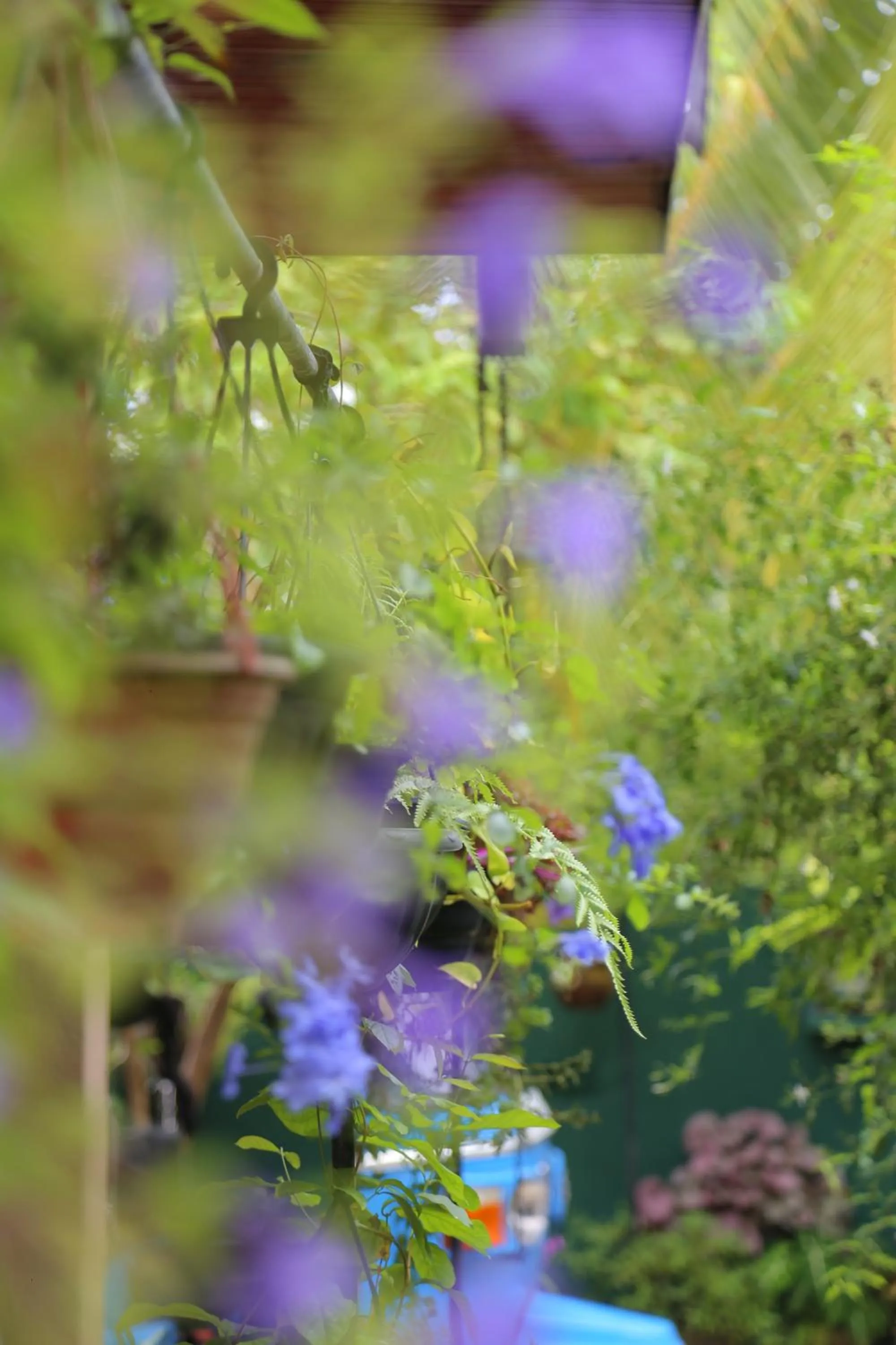 Garden in Osanda Guest