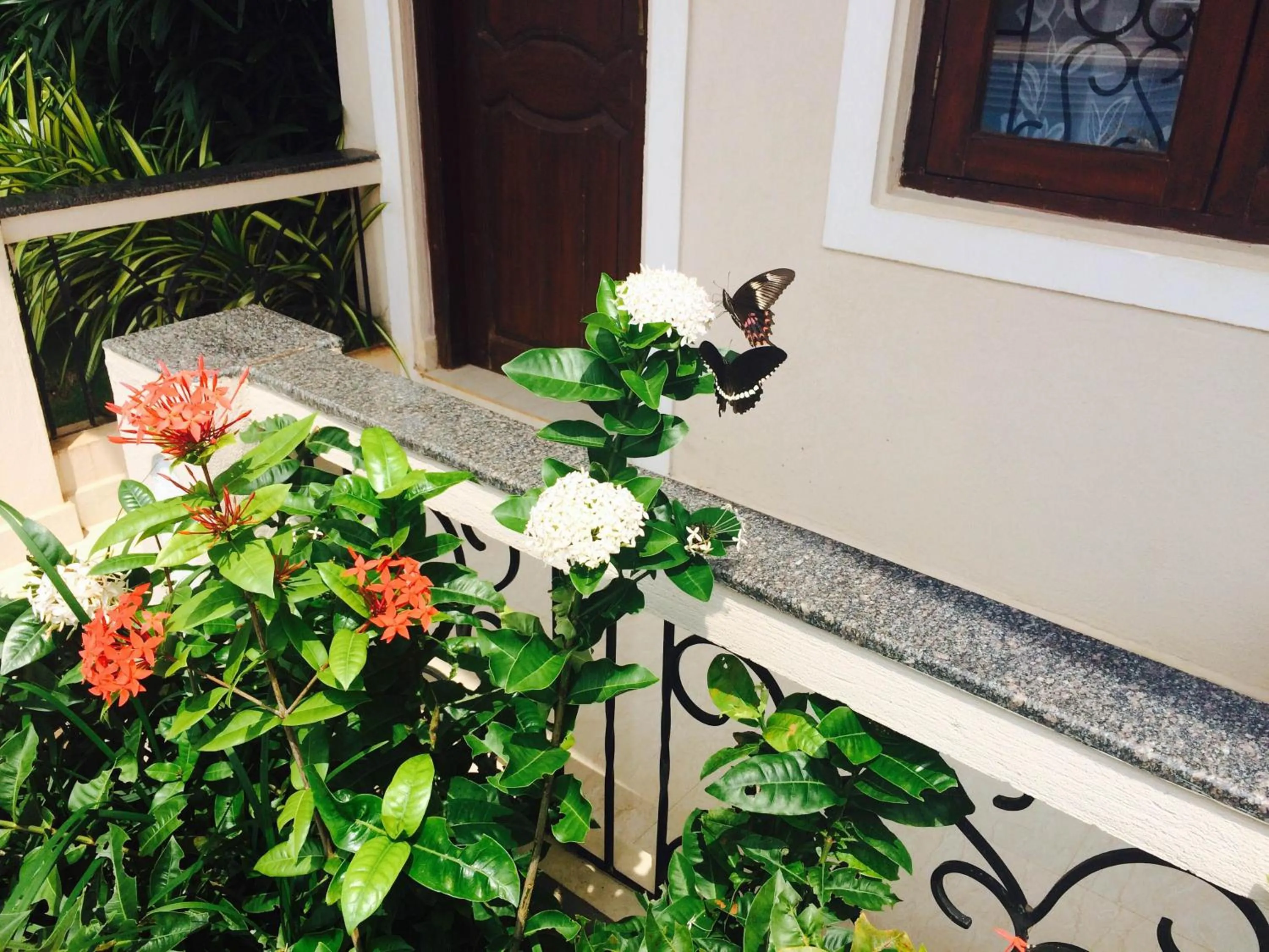 Animals in Jacks Resort