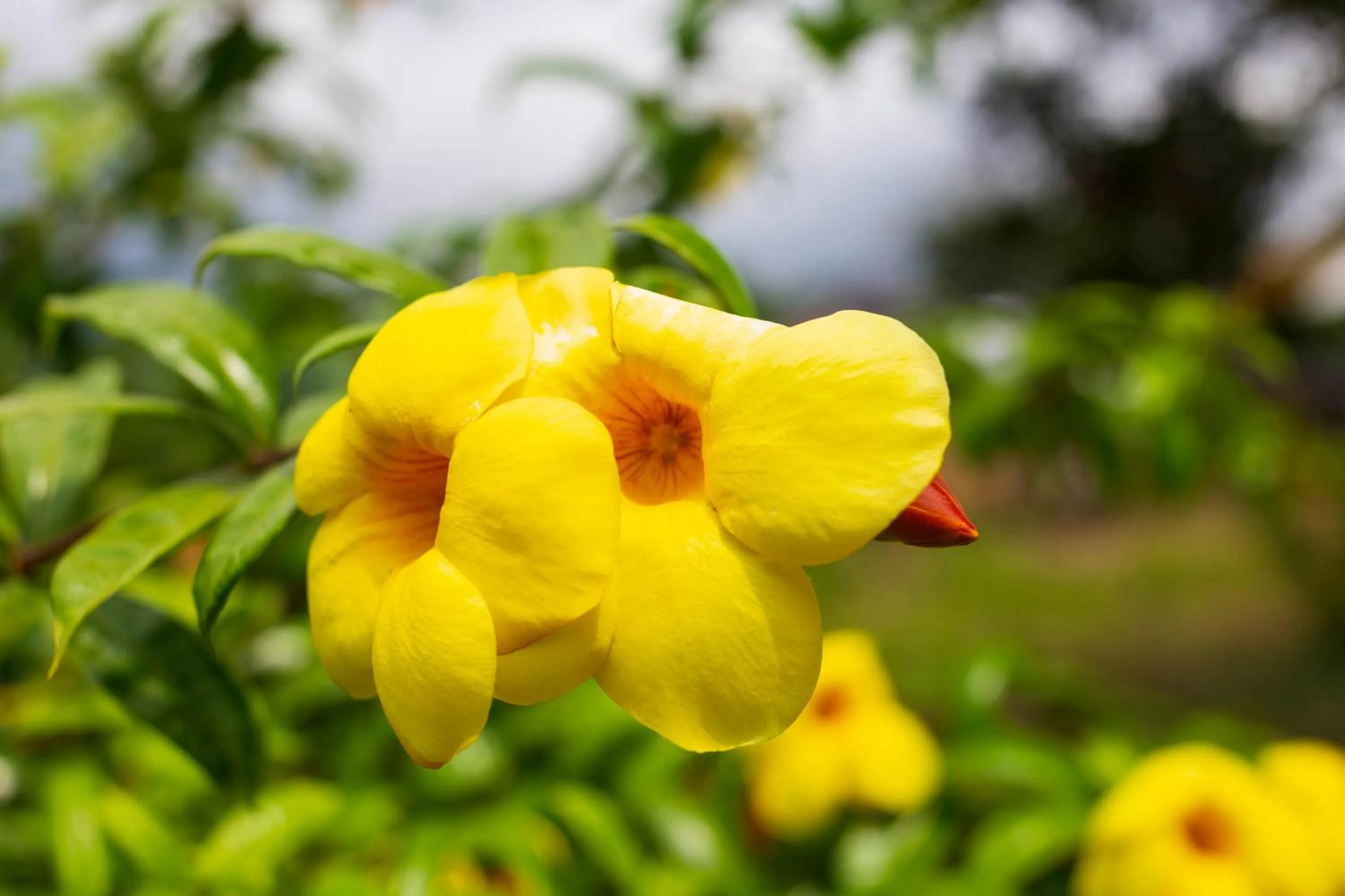 Pondok Guru Bakti Cottage