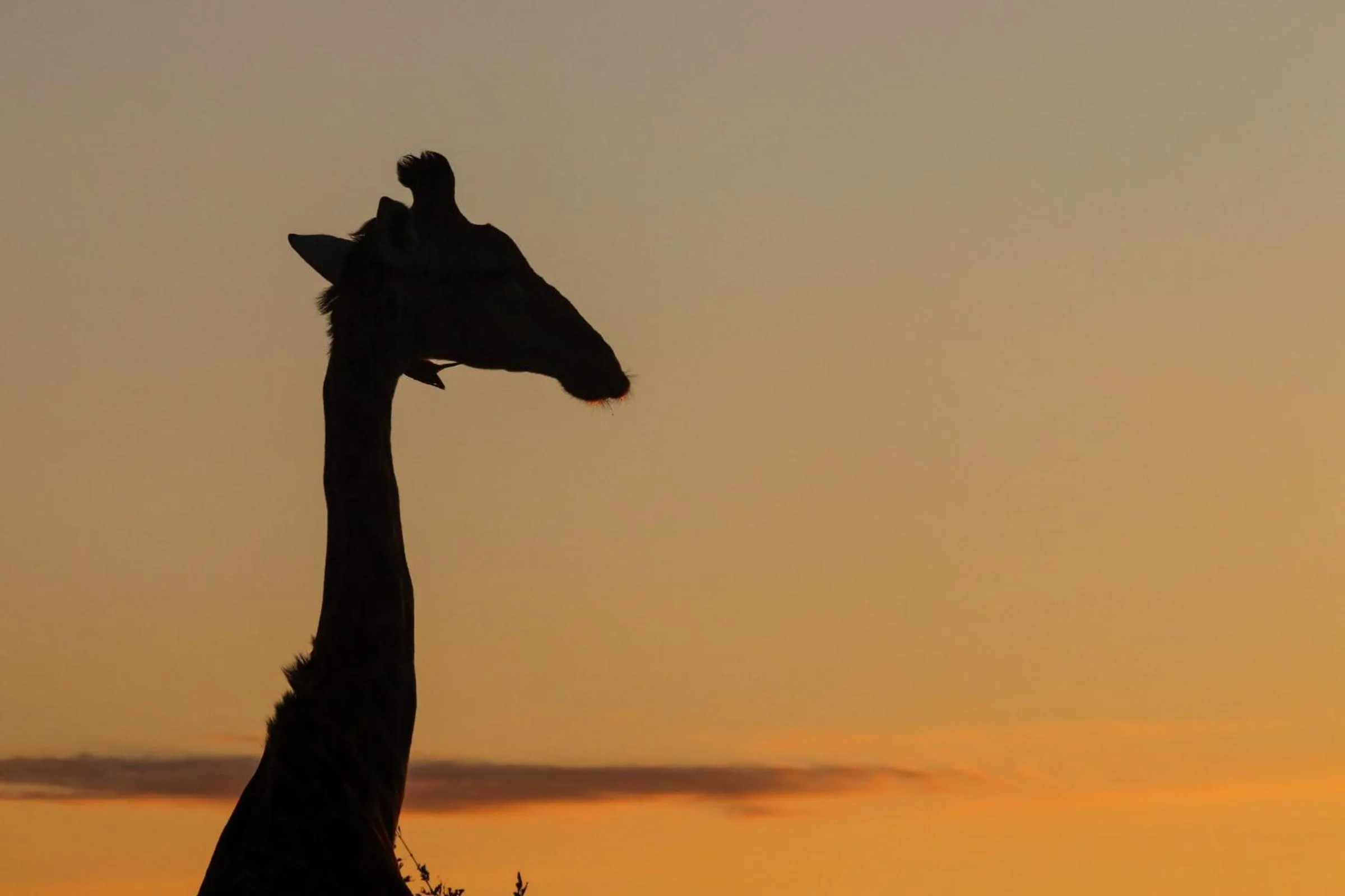 Animals in Xanatseni Private Camp