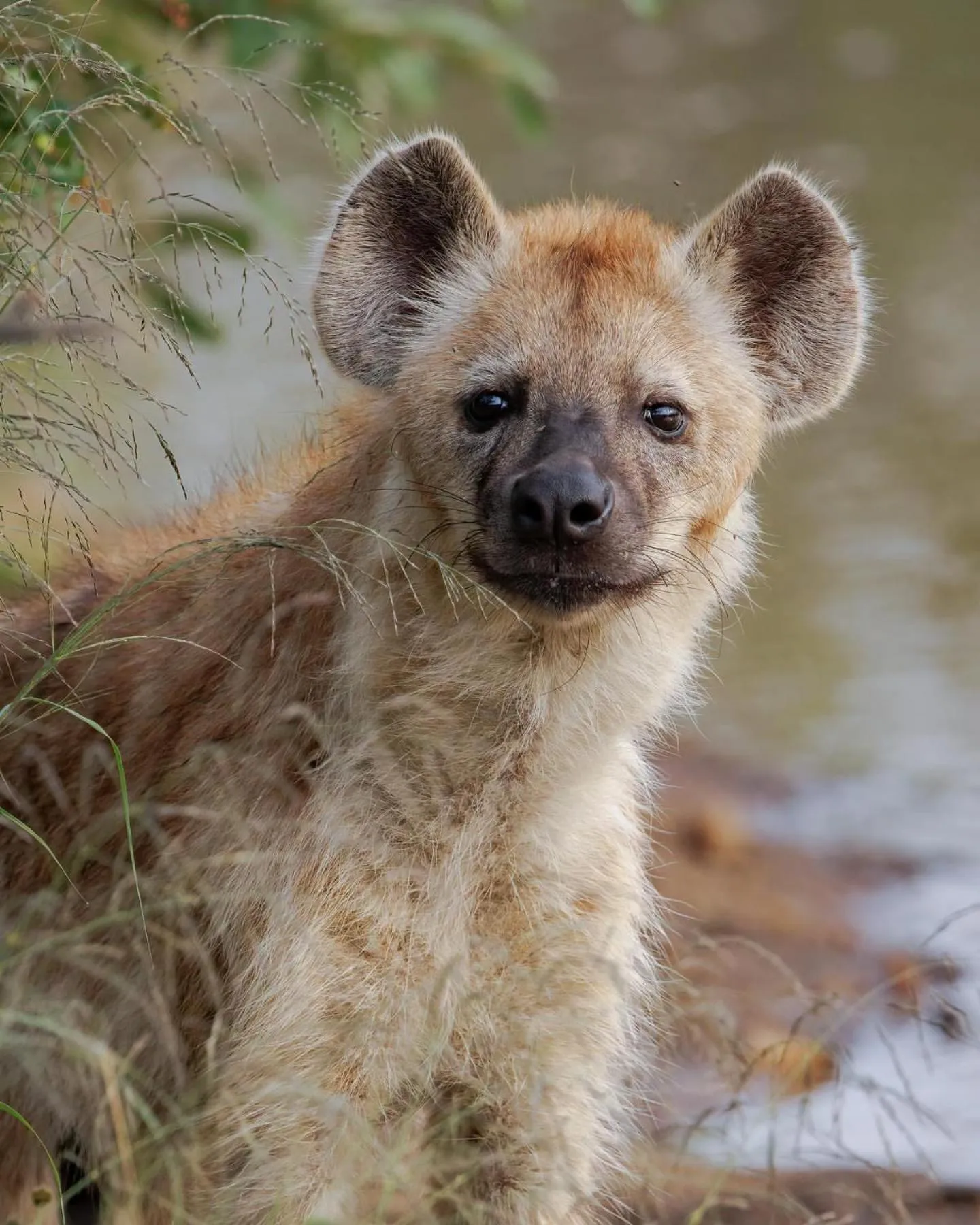 Animals in Xanatseni Private Camp
