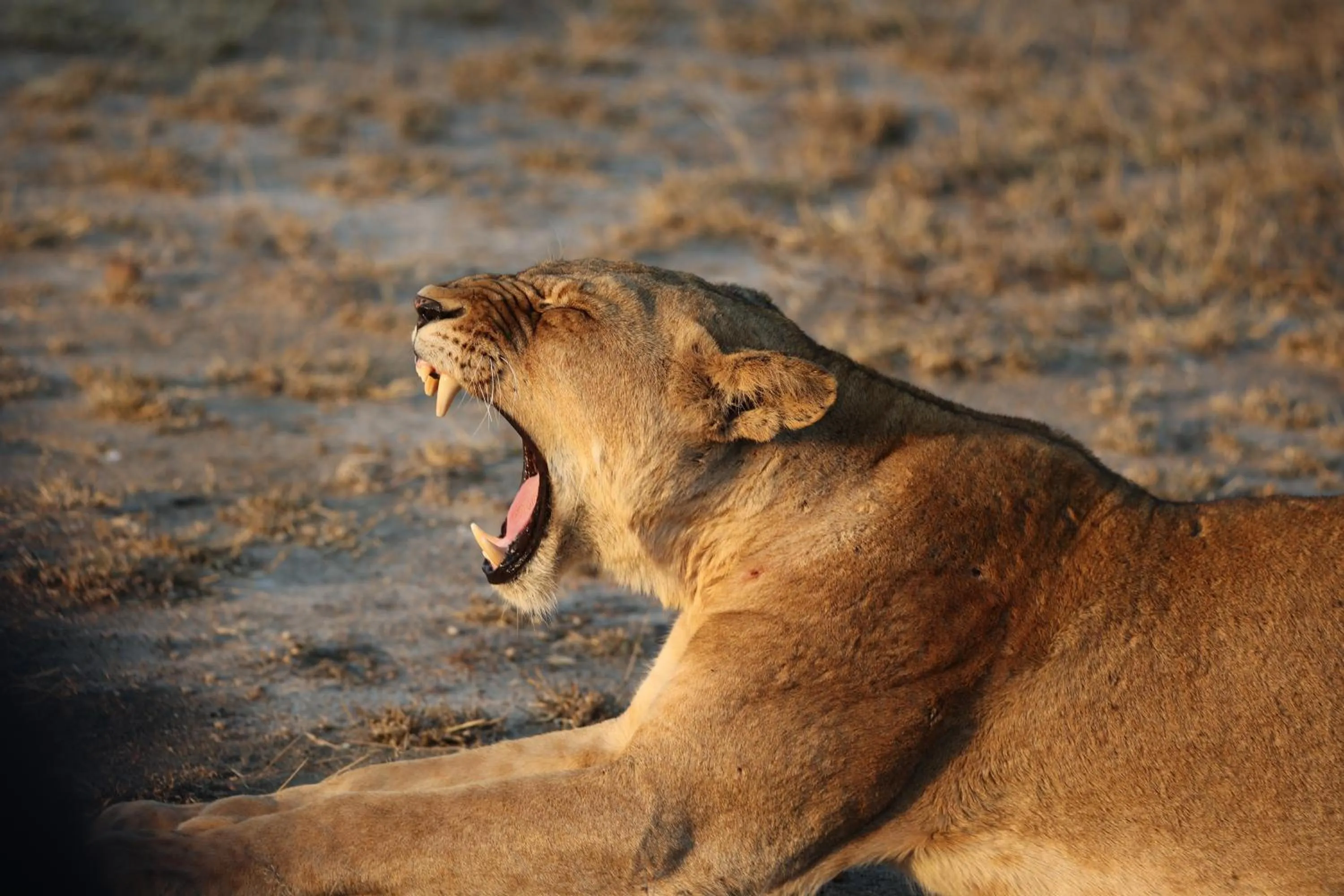 Animals in Xanatseni Private Camp