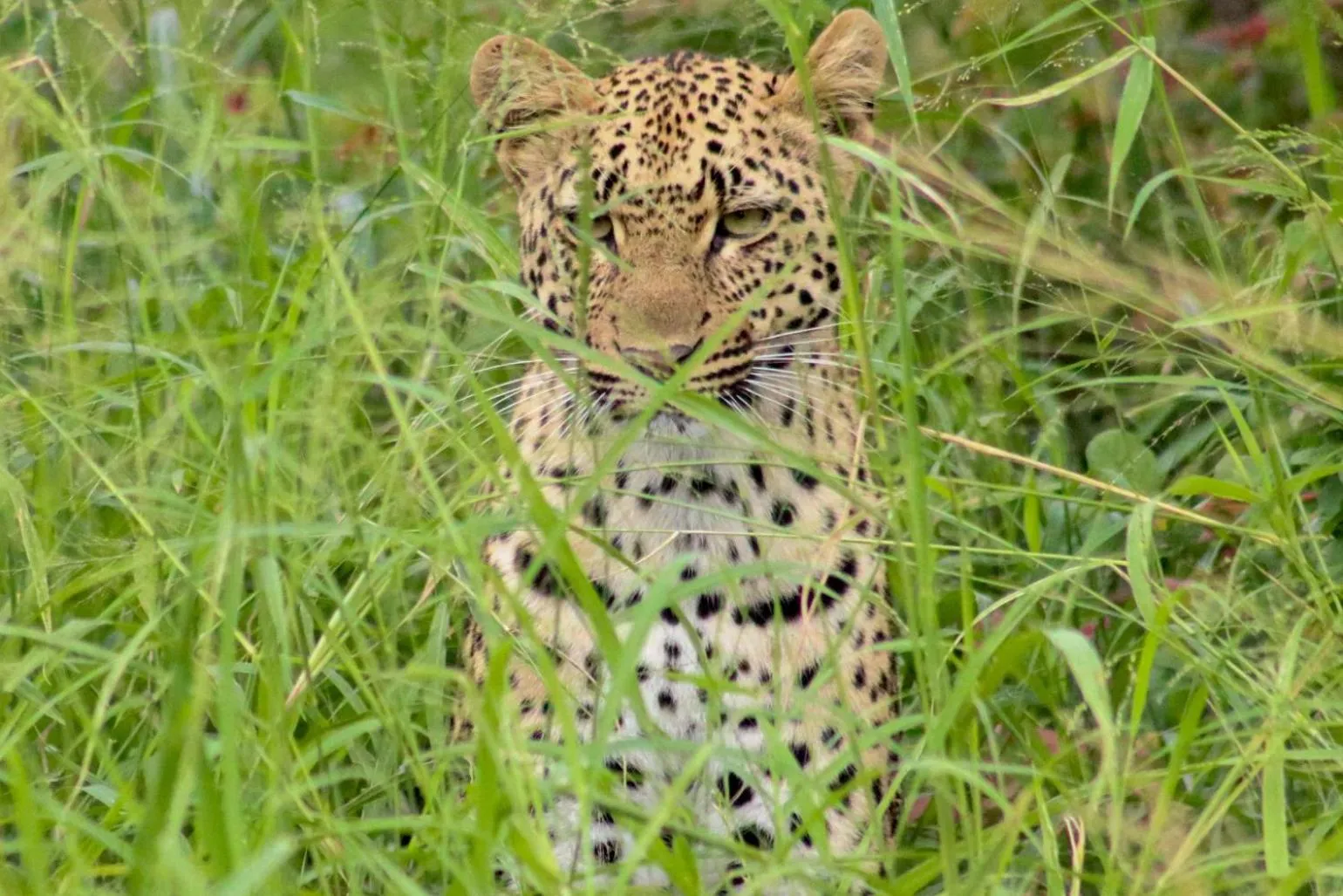 Animals in Xanatseni Private Camp