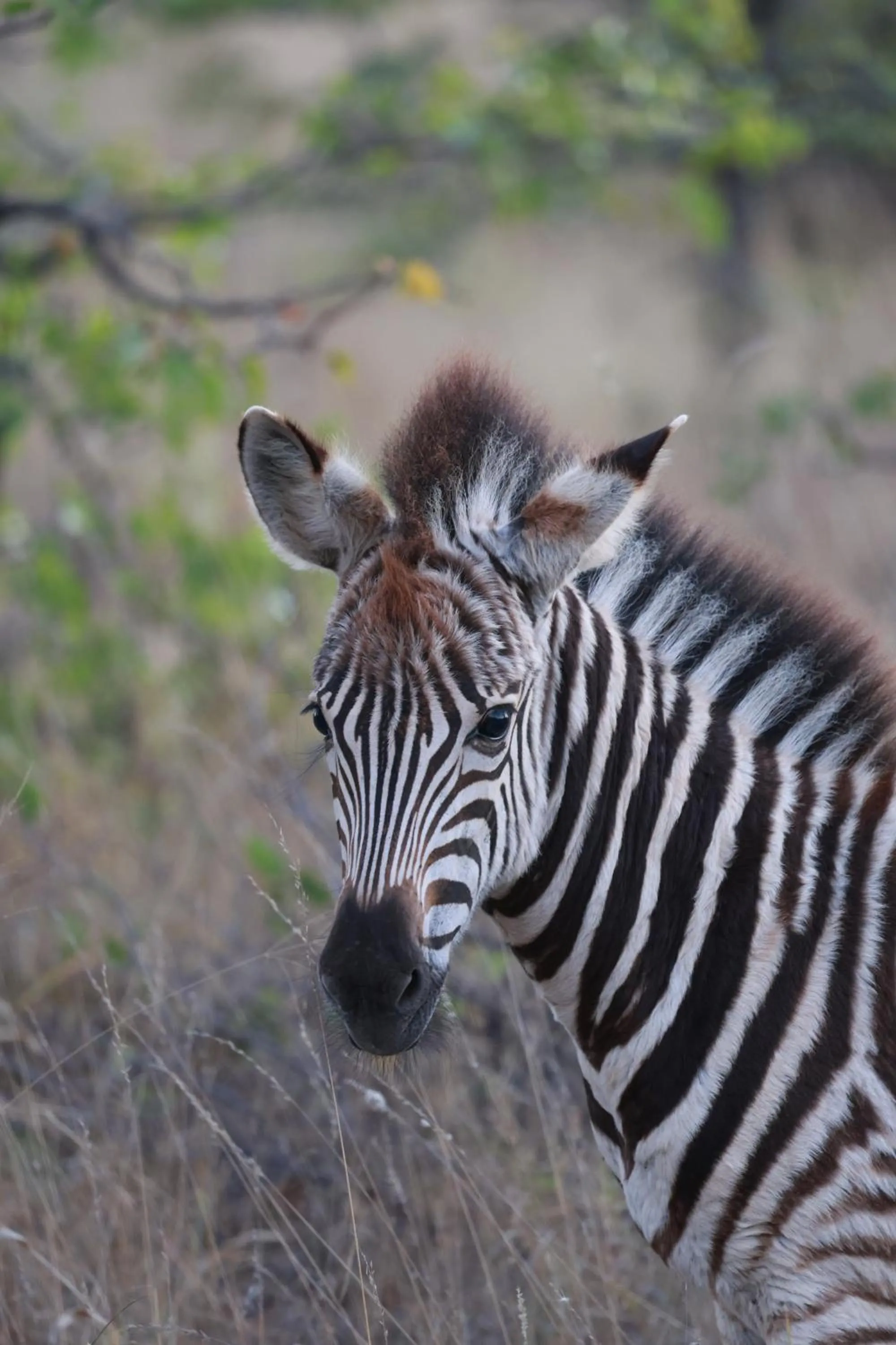 Animals in Xanatseni Private Camp