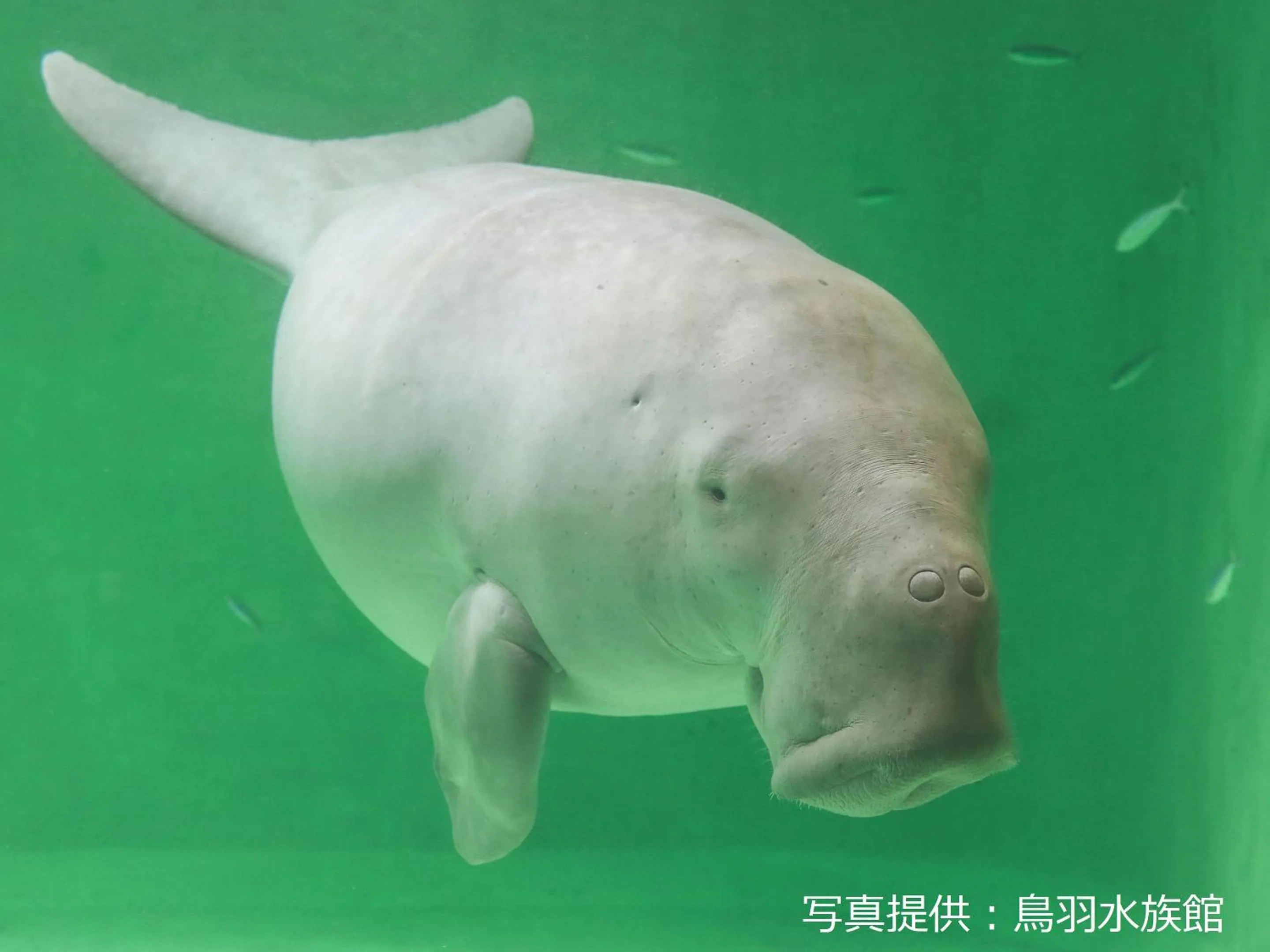 Nearby landmark in Ooedo Onsen Monogatari Premium Shima Saichoraku